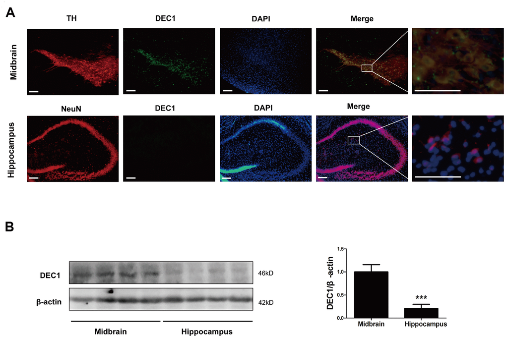 Levels of DEC1 expression in the midbrain and hippocampus in WT mice. (A) Dual staining with TH (red), DEC1 (green) and DAPI (blue) in the SNpc and hippocampus by immunofluorescence in WT mice (n=6). (B) DEC1 expression in the midbrain and hippocampus was analyzed by Western blotting in WT mice (n=6 in each group) at the age 6 months. The data are analyzed using t-test and expressed as mean ± SD. ***p