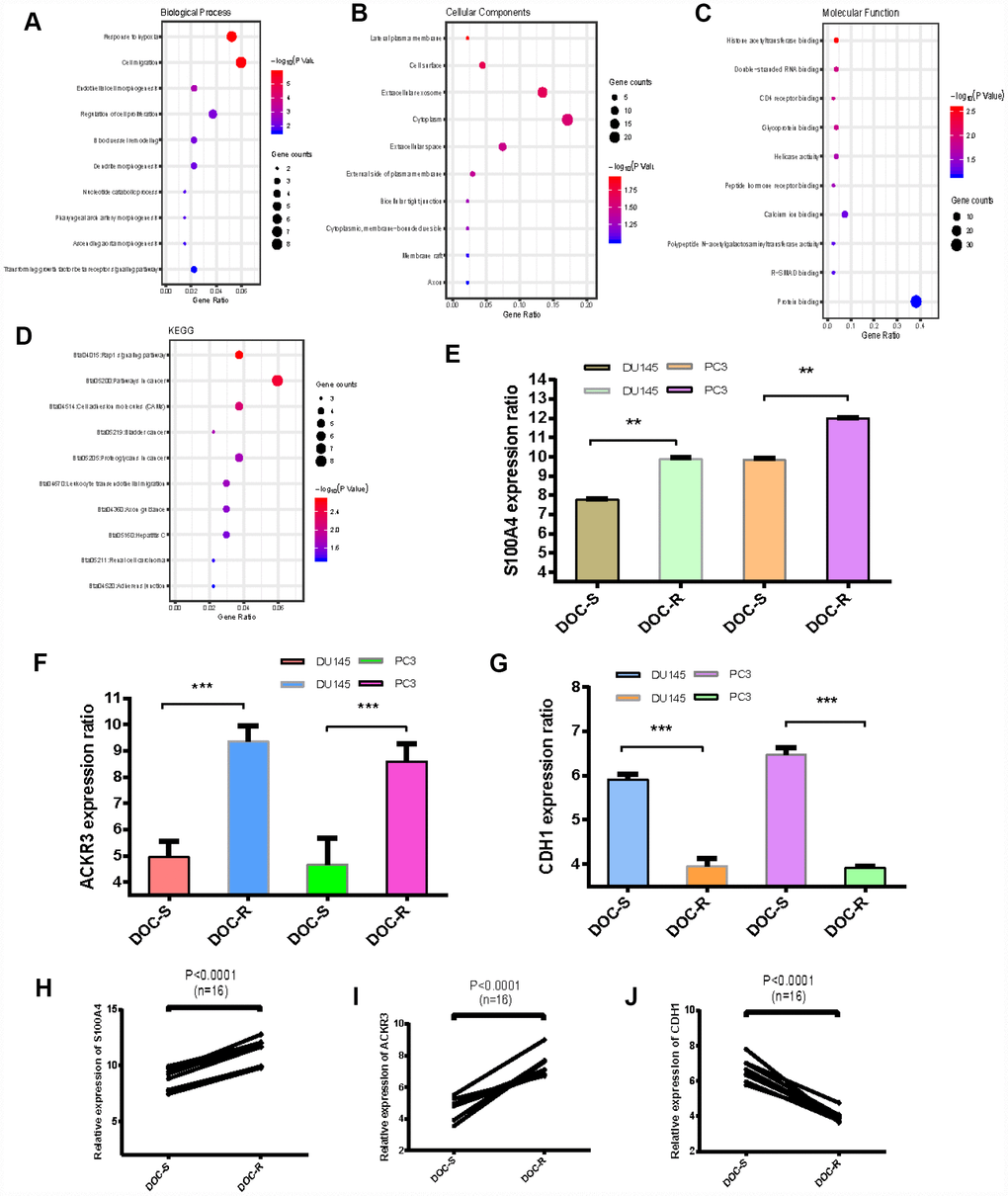 GO and KEGG analysis of overlapping DEGs, expression levels of three critical genes. (A–C) GO analyses. Shown are the top 10 biological processes (A), cellular components (B), and molecular functions (C). (D) KEGG pathway analysis. (E–G) Expression levels of S100A4, ACKR3 and CDH1 in Doc-resistant PCa cells (DOC-R) and Doc-sensitive controls (DOC-S). (H–J) Comparison of gene expression levels between Doc-resistant and Doc-sensitive cells. *P 