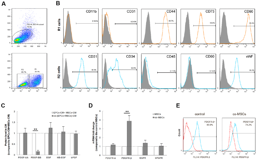 Co-culture of MSCs and EPCs decreased level of PDGF-BB and increases proportion of PDGFR-β+ MSCs. The co-culture cells were sorted into co-MSCs (R1, CD90+) and co-EPCs (R2, CD90-) by FACS (A). Flow cytometry revealed that R1 cells expressed the mesenchymal stem cell markers CD44, CD73 and CD90, but not hematopoietic or endothelial markers CD11b and CD31. R2 cells expressed hematopoietic and endothelial markers CD31, CD34 and vWF, but not mesenchymal stem cell markers CD45 and CD90. Real-time PCR revealed that after co-culture, the expression level of PDGF-BB in co-EPCs significantly decreased. Results are mean ± SD from three independent experiments (C). Correspondingly, the expression level of PDGFR-β in co-MSCs increased obviously. Results are mean ± SD from three independent experiments (D). In addition, flow cytometry revealed that detection of PDGFR-β decreased in co-MSCs due to combination of PDGF-BB and PDGFR-β (E). **P