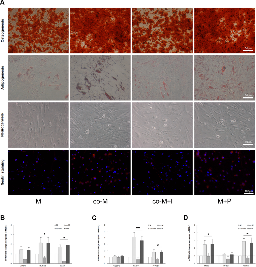 In vitro multilineage differentiation of MSCs induced with PDGF-BB/PDGFR-β signaling. Cells were cultured and induced in the osteogenic, adipogenic or neural differentiation medium, respectively. The staining result revealed that the osteogenic (alizarin red S), adipogenic (oil red O) or neural (Nestin) differentiation capacity in co-M and M+P groups was better than that of M or co-M+I group (A). The RNA of adipogenic, osteogenic or neural markers were extracted and detected. Compared with the M and co-M+I group, the expression levels of osteogenic (RUNX2 and SOX9), adipogenic (FABP4 and PPARγ) and neural (MAP2 and Nestin) markers significantly increased in co-M and M+P groups. Results are mean ± SD from three independent experiments (B–D). *PP