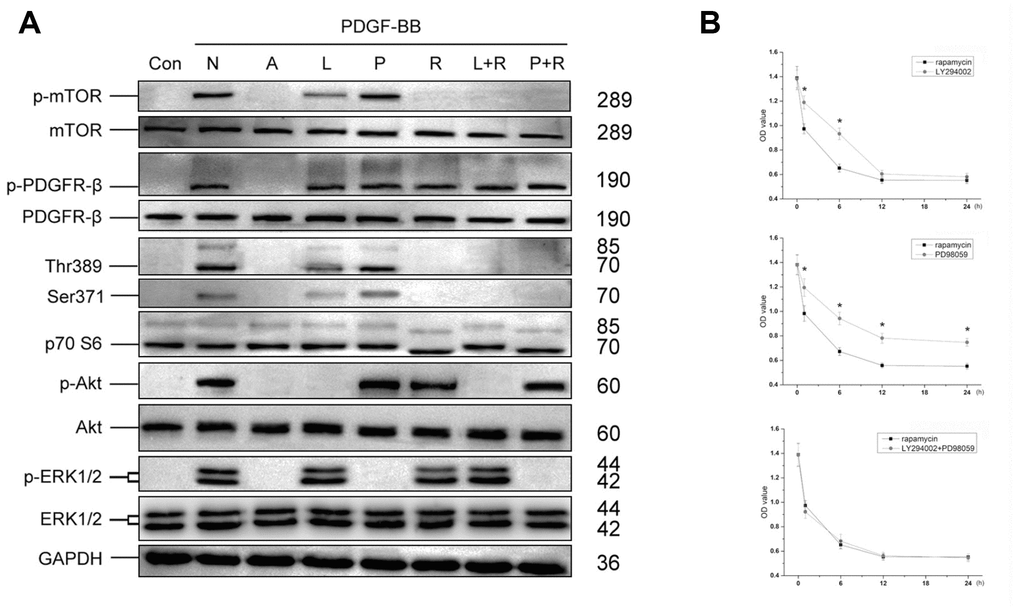 The role of mTOR in PI3K/Akt and MEK/Erk pathways. Optimal concentration of LY294002, PD98059 or rapamycin was added into MSCs culture 1h before treated with PDGF-BB. LY294002 significantly inhibited PDGF-BB induced phosphorylation of Akt, and partly inhibited phosphorylation of mTOR, Thr389 and Ser371, while PD98059 inhibited phosphorylation of ERK1/2. In contrast, rapamycin, rapamycin combined with LY294002 (L+R) or rapamycin combined with PD98059 (P+R) could completely inhibit phosphorylation of mTOR, Thr389 and Ser371 (A). Different inhibitors were added 1, 6, 12 or 24h before treated with PDGF-BB. The CCK-8 test revealed that compared with LY294002 or PD98059, rapamycin revealed better Inhibited effect of PDGF-BB-induced viability of MSCs, while combination of LY294002 and PD98059 revealed similar effect with rapamycin. Results are mean ± SD from three independent experiments (B). Con: Control; N: None; A: AG1296; L: LY294002; P: PD98059; R: rapamycin; L+R: LY294002+ rapamycin; P+R: PD98059+ rapamycin.