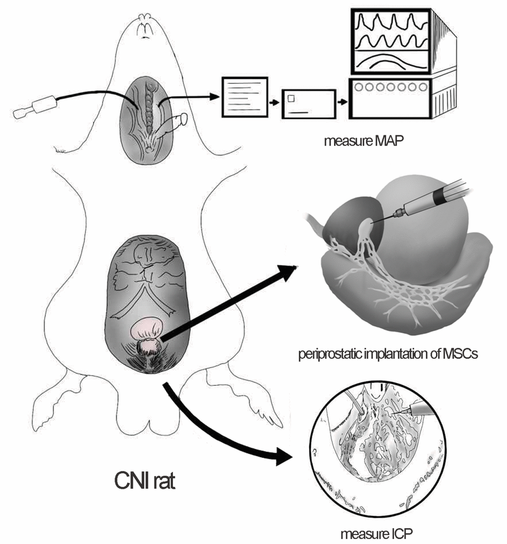 Periprostatic implantation of MSCs and evaluation of erectile function in CNI rats. The major pelvic ganglia (MPG) and cavernous nerve (CN) were exposed. Periprostatic implantation of MSCs was applied to restore erectile function of CNI rats. The right carotid artery was exposed to measure the mean arterial pressure (MAP). The corpus cavernosa was exposed and a heparinized 23-gauge butterfly needle was inserted into the penile crus and connected to polyethylene-50 tubing to measure the intracavernous pressure (ICP).