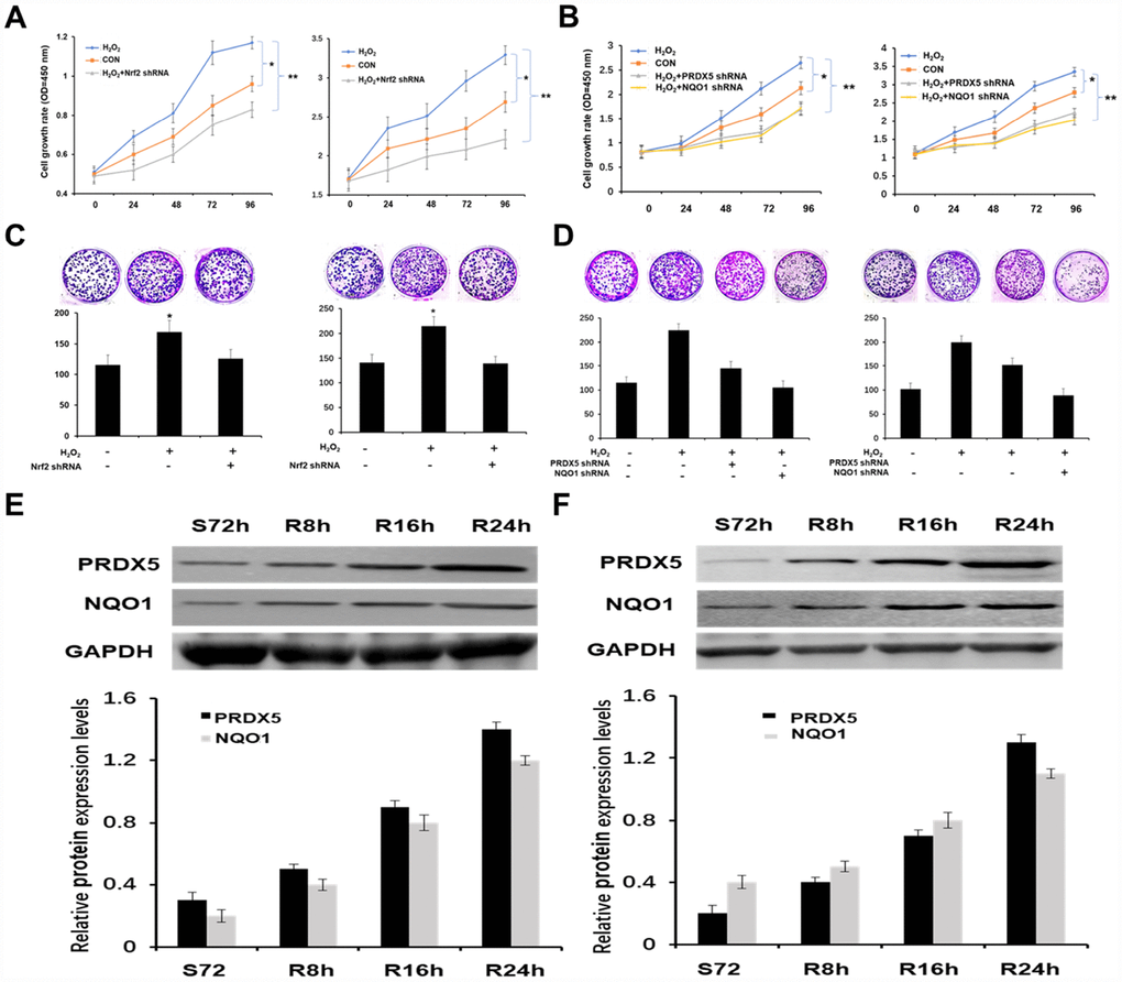 Nrf2 enhanced the growth of NSCLC cells by PRDX5 and NQO1. (A) Growth curves of A549 and H1299 cells treatment with 100 μM H2O2 or knockdown of Nrf2 using CCK-8 assay. All the data are mean ± SD and representative of three independent experiments (*P B) Effect of PRDX5 or NQO1 knockdown on proliferation of A549 and H1299 cells in the presence of 100 μM H2O2 analyzed by CCK-8 assay. The data are reported as the mean ± SD of three independent experiments (*P C) Nrf2 had an effect on the colony formation ability of NSCLC cells. Equal numbers of A549 and H1299 cells after treatment as above were seeded onto 6-well plates. The cells were fixed and stained with crystal violet after 14 days. The cell colonies (>0.5 mm in diameter) were counted after staining (mean ± SD, *P D) Colony-forming capability was measured by colony formation assay in A549 and H1299 cells after transfected with PRDX5 shRNA or NQO1 shRNA and stimulated with 100 μM H2O2. The bar chart showed the number of colonies (>0.5 mm in diameter) in A549 and H1299 cells (mean ± SD, *P E and F) A549 and H1299 cells were serum starved for 72 h, and then refed with serum for 0, 8, 16 and 24 h. The cell lysates of the corresponding time point were prepared and analyzed by Western blot using antibodies against PRDX5 and NQO1. GAPDH was used as a loading control. The bar charts demonstrated the ratio of PRDX5 or NQO1 to GAPDH by densitometry in A549 and H1299 cells. Mean ± SD of three independent experiments.