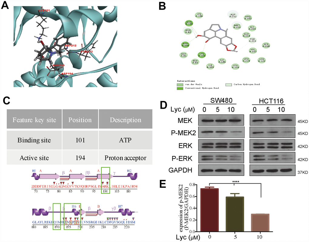 Lycorine interacts with mitogen-activated protein kinase kinase 2 (MEK2) in a molecular docking model. (A) Lycorine directly bound to MEK2 via conventional hydrogen bonds at LYS101, ASP194, LYS196, and ASN199 in the docking structure. (B) Twenty conformations acquired from the flexible docking model between lycorine and MEK2. (C) The description and position of the interaction sites, including an ATP-binding region and a proton acceptor region. (D–E) Suppression of the phosphorylation of MEK2 and its downstream target ERK by lycorine in SW480 and HCT116 cells. Protein expression was analyzed using western blotting with the indicated antibodies. Data are presented as the mean ± SD of three independent experiments (****p 