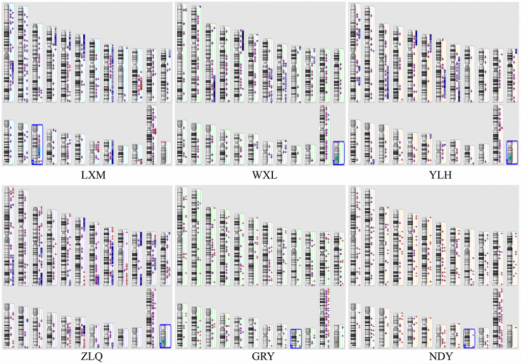 Illustration of the copy number state of all samples. Chromosomes 1 through 12 are shown in the upper panel (from left to right), chromosomes 13 through 22 are shown in the lower panel, and chromosomes X and Y are shown in the lower right panel. Six samples were included (LXM, WXL, YLH, and ZLQ: OC; and GRY and NDY: normal epithelial OC). Colour indicates copy number status (blue, duplication; red, deletion; purple, LOH); greater colour saturation indicates greater CNV.