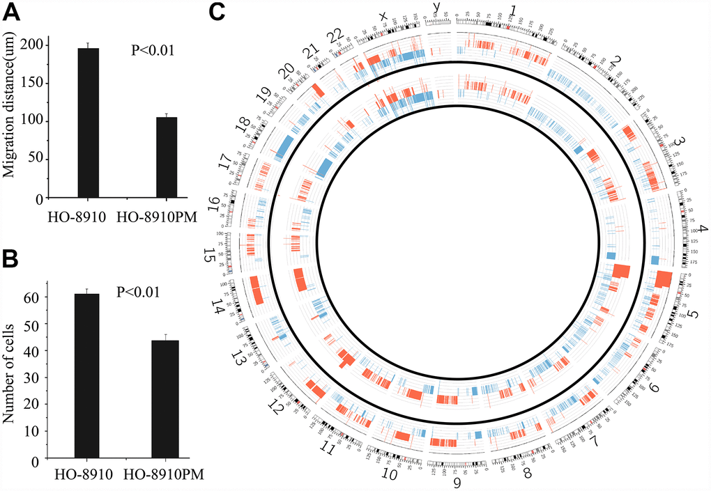 Different biological behaviours and CNVs in OC cell lines. The migration distance in the HO-8910 cell line was less than that in the HO-8910PM cell line (p A). Cells were incubated on migration wells for 48 h, and the number of cells that migrated to the lower side of the filter was counted (B). The results are shown as the mean ± standard deviation (SD) (p C) Circos plot of the segmented CNVs in HO-8910PM (inner race) and HO-8910 (outer race) cell lines. Coloured bands expanding towards the centre or periphery of the diagram represent copy number losses or gains, respectively (red, gain; blue, loss).