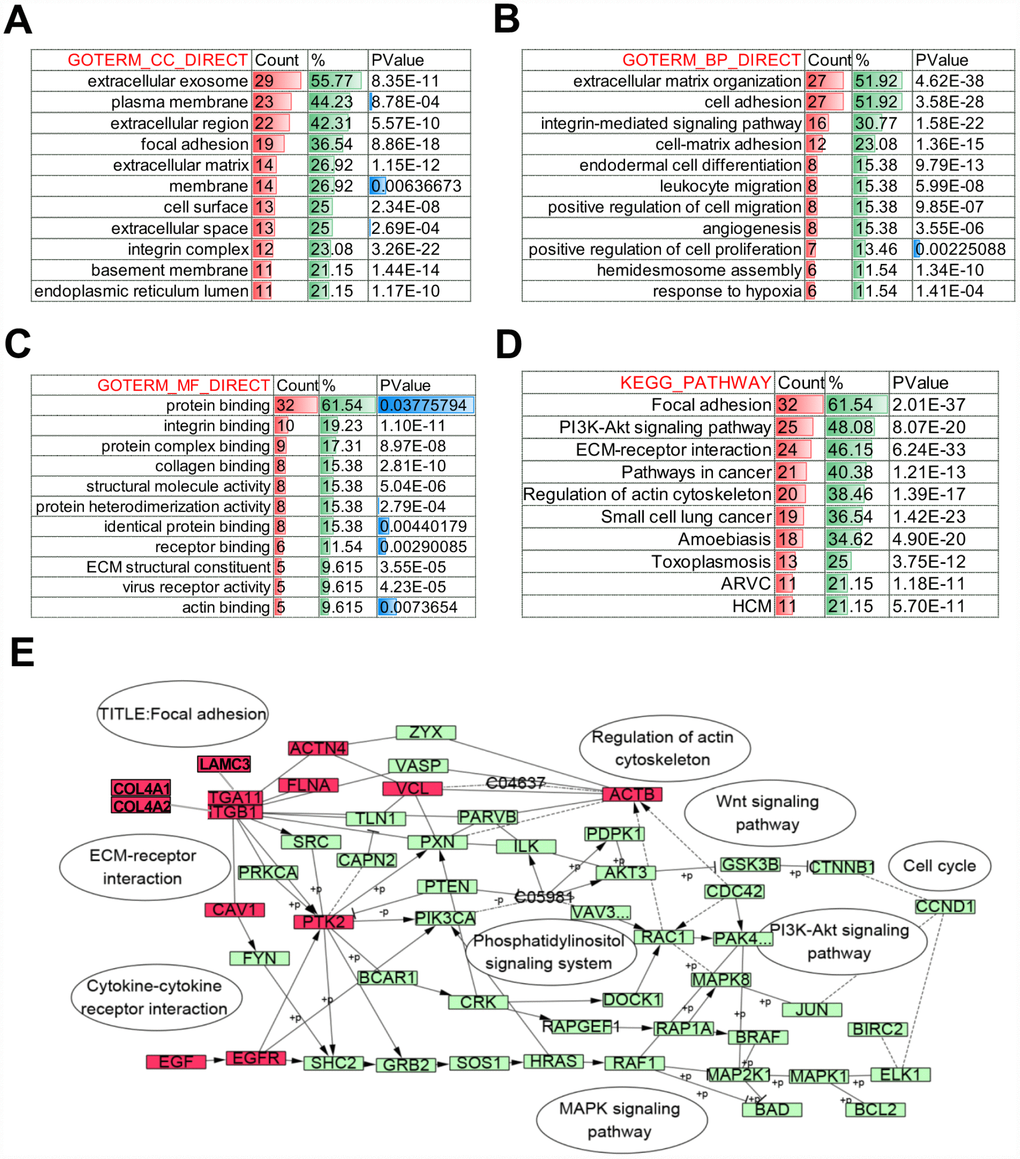 Biological function of COL4A1 and COL4A2 signaling network alterations in HCC. The histogram showing the biological function of the top 50 most frequently altered neighbor genes of COL4A1 and COL4A2 in HCC. (A) Cellular components. (B) Biological processes. (C) Molecular functions. (D) KEGG pathway analysis. (E) Network showing the KEGG pathway of Focal adhesion. The altered genes are highlight in red.