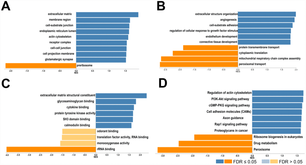 Biological function of COL4A1 and COL4A2 correlated genes in HCC. GO term and KEGG analysis by GSEA were conducted to clarify the biological function of COL4A1 and COL4A2 correlated genes. (A) Cellular components. (B) Biological processes. (C) Molecular functions. (D) KEGG pathway analysis. The column represents the Normalized Enrichment Score (NES), and the color of the column represents the FDR.