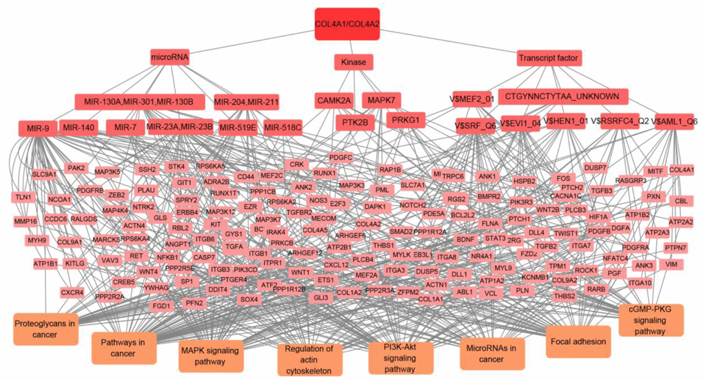 The transcript factor, microRNA, and kinase targets network of COL4A1 and COL4A2 in HCC (LinkedOmics). COL4A1 and COL4A2 may involve in hepatocarcinogenesis by regulating the transcript factors-target networks (V$SRF