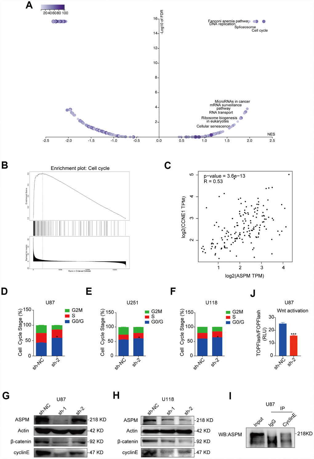 Downregulation of ASPM could arrest the cell cycle of GBM cells at the G0/G1 phase. (A, B) The enriched signalling pathways involved in ASPM-related genes by searching the LinkedOmics database. Cell cycle is the most enriched pathway. Volcano plot (A) and GSEA enrichment analysis (B) are shown. (C) Spearman’s correlation of the expression of cyclin E and ASPM in TCGA GBM, indicating a strong correlation. r = 0.53. (D–F) The cell cycle distribution of U87, U251 and U118 cells with stable ASPM knockdown was determined by PI staining and flow cytometry. Data shown are the mean ± SD (n = 3). G0/G1 phase distribution: *p G, H) Western blot analysis of cyclin E and β-catenin protein levels in U87 and U118 cells with stable ASPM knockdown. (I) ASPM was immunoprecipitated with anti-cyclin E antibody from U87 cells, and the immunoprecipitates were subjected to Western blot analysis. (J) Luciferase activity of TOPFlash/FOPFlash in U87 cells that were transiently transfected with ASPM sh-NC or sh-2.