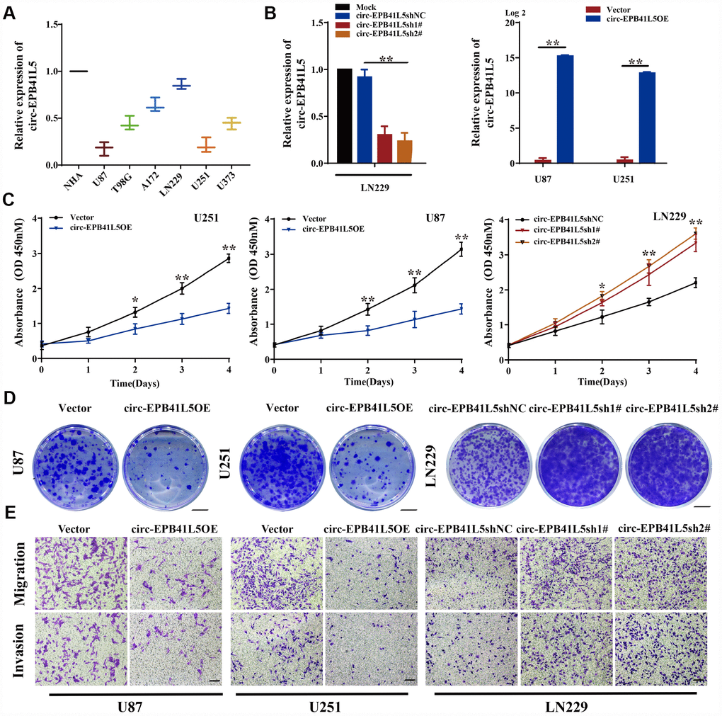 Suppression effects of circ-EPB41L5 on glioma cells. (A) qRT-PCR detected circ-EPB41L5 expression in normal human astrocytes (NHAs) and glioma cells (U87, T98, A172, LN229, U251, U373). (B) qRT-PCR tested the efficiency of circ-EPB41L5sh plasmids in LN229 cells. qRT-PCR tested the efficiency of circ-EPB41L5 overexpression plasmids in U87 and U251 cells. (C) CCK-8 assays determined the cell viability after stable transfection with vector, circ-EPB41L5sh, or circ-EPB41L5 overexpression plasmid in U87, U251, and LN229 cells. (D) Colony formation assays detected the cell proliferation ability; representative images are presented. Colony formation rates were normalized to the vector group. Scale bars: 4 mm. (E) Transwell assays measured the migration and invasion abilities of glioma cells; representative images are presented. Scale bars: 100 μm. The data are the means±SEM of three experiments, *PP