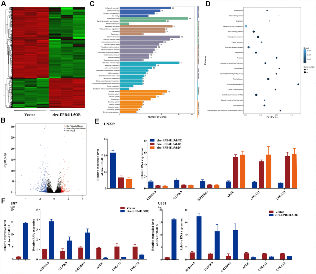 RNA-seq analyzed target genes of circ-EPB41L5. (A) Hierarchical cluster presented the significantly dysregulated genes after overexpression of circ-EPB41L5. Red represents high expression, and green represents low expression. (B) Volcano plot filtered out the dysregulated genes (FC≥2.0, PC) KEGG analysis of upregulated genes. (D) Pathway enrichment analysis of downregulated genes. (E, F) qRT-PCR validated the dysregulated genes after overexpression or knockdown of circ-EPB41L5 in U87, U251, and LN229 cells.