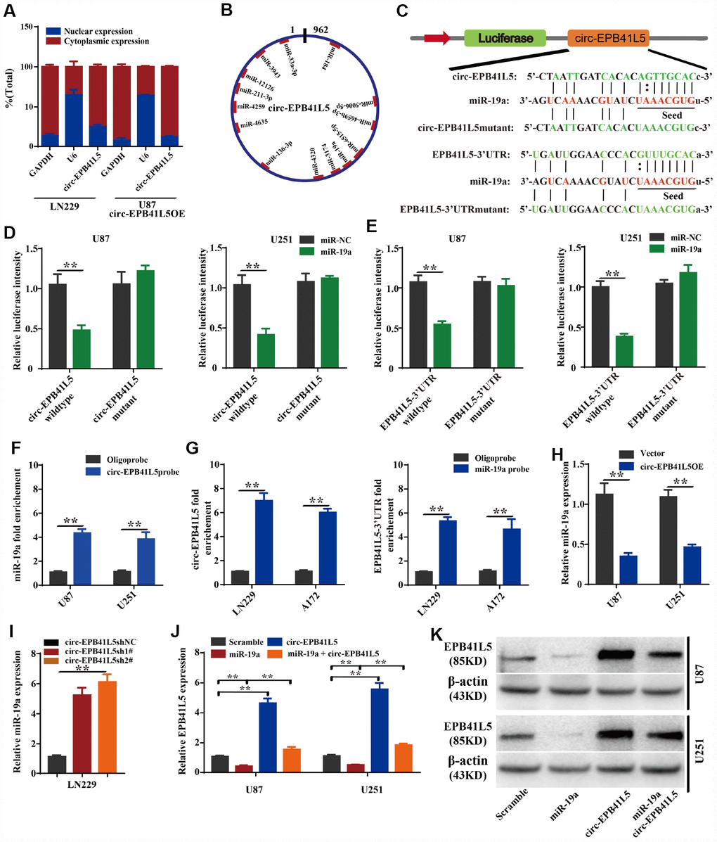 circ-EPB41L5 functions as a sponge of miR-19a to regulate the expression of EPB41L5. (A) Nuclear cytoplasm separation assay compared the abundance of circ-EPB41L5 in the nucleus and cytoplasm. Fractionation of LN229 and U87 cells followed by qRT-PCR. U6 RNA acted as a positive control for gene expression. (B) Schematic representation of the predicted binding sites of miRNAs related to circ-EPB41L5. (C) Schematic representation of circ-EPB41L5 or EPB41L5 3’-UTR wild-type (WT) and mutant (Mut) luciferase reporter vectors and miR-19a binding sites. (D, E) The relative luciferase activities were detected after co-transfection with miR-NCs or miR-19a mimics and circ-EPB41L5 or EPB41L5 3′-UTR WT and Mut luciferase reporter vectors in U87 and U251 cells. (F) Lysates from U87 and U251 cells were subjected to biotinylation-circ-EPB41L5 pulldown assay; qRT-PCR detected the expression of miR-19a. (G) Lysates from A172 and LN229 cells were subjected to biotinylation-miR-19a pulldown assay; qRT-PCR detected the expression of circ-EPB41L5 or EPB41L5-3’UTR. (H, I) qRT-PCR detected the expression of miR-19a in glioma cells transfected with circ-EPB41L5sh or circ-EPB41L5 overexpression plasmids. (J, K) qRT-PCR and WB assays detected the expression of EPB41L5 in glioma cells transfected with miR-19a mimics or circ-EPB41L5 vector. The data are the means±SEM of three experiments, *PP