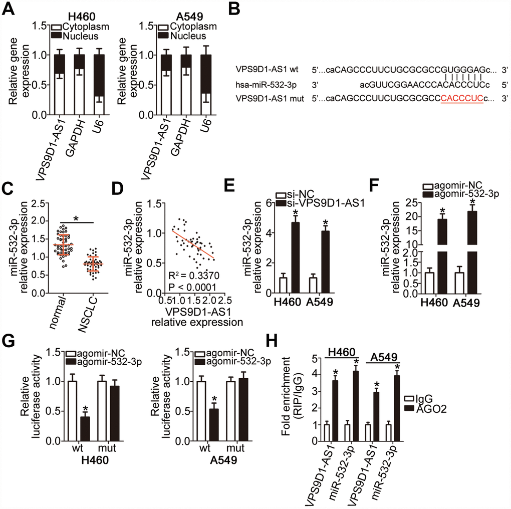 VPS9D1-AS1 functions as a sponge for miR-532-3p in NSCLC cells. (A) Relative expression of VPS9D1-AS1 in nuclear and cytoplasmic fractions of H460 and A549 cells determined by subcellular fractionation and RT-qPCR analysis. (B) Predicted wild-type and mutant complementary sites of miR-532-3p in a VPS9D1-AS1 fragment. (C) RT-qPCR analysis of miR-532-3p expression in 51 pairs of NSCLC samples and corresponding normal lung tissues. *P D) Negative correlation between VPS9D1-AS1 and miR-532-3p levels in the 51 NSCLC tissue samples revealed by the Spearman’s rank correlation analysis. R2 = 0.3370, P E) RT-qPCR analysis of miR-532-3p expression levels in H460 and A549 cells with VPS9D1-AS1 knockdown. *P F) RT-qPCR analysis of miR-532-3p expression levels in H460 and A549 cells transfected with agomir-532-3p or agomir-NC. *P G) Interaction between miR-532-3p and VPS9D1-AS1 in NSCLC cells revealed by the luciferase reporter assay. H460 and A549 cells were co-transfected with a luciferase reporter plasmid carrying wild-type (wt) or mutant (mt) VPS9D1-AS1 and agomir-532-3p or agomir-NC. *P H) miR-532-3p and VPS9D1-AS1 enrichment in AGO2 immunoprecipitates from H460 and A549 cell lysates determined by the RIP assay. IgG served as negative control. *P 