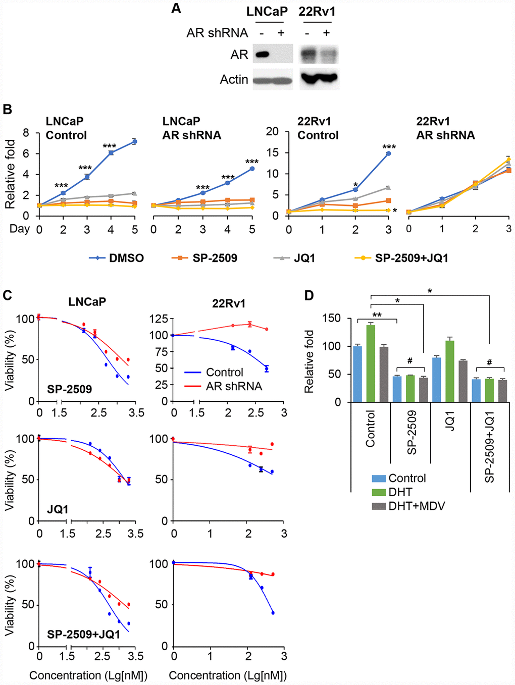 Knockdown of AR reduces LSD1 inhibition. (A) Immunoblot confirming knockdown of the AR in LNCaP and 22Rv1 cells. (B) Graphic representation of control and stable AR shRNA knockdown LNCaP and 22Rv1 cells treated with 1μM JQ1 or SP-2509 alone, or in combination for different time periods. Cell proliferation was determined by MTT assay. (C) Graphic representation of control and stable AR shRNA knockdown cells treated with increasing concentrations of SP-2509 or JQ1 alone, or in combination for 48 h; cell proliferation was determined by MTT assay. (D) LNCaP cells were treated with 1μM SP-2509 or JQ1 alone, or in combination with DHT or/and enzalutamide (MDV) for 72 h. Statistical difference are determined by ANOVA with: * indicates P 