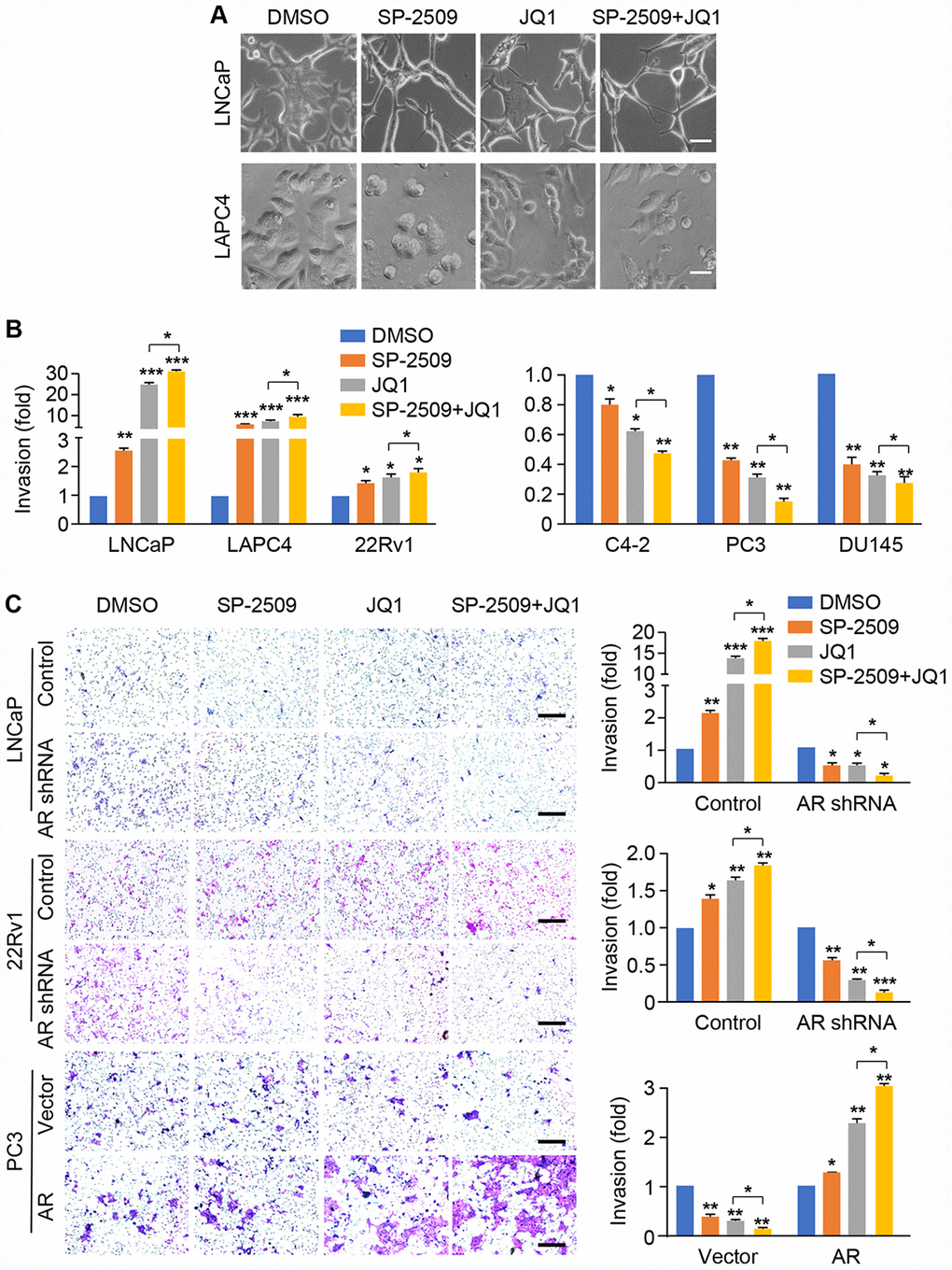 SP-2509 and JQ1 increase cell invasion in high AR-expressing cells (LNCaP, LAPC4 and 22Rv1) but decrease cell invasion in low/negative AR-expressing cells (C4-2, PC3 and DU145). (A) Cell morphology for LNCaP and LAPC4 cells was shown after treatment with 1μM SP-2509 or JQ1 alone, or in combination for 24 h. (B) Graphic representation of the fold change in invading cells with statistical significance presented for AR-positive and AR-negative cell types. (C) The cell invasion analysis was performed in AR knockdown LNCaP and 22Rv1 cells, or AR expressing PC3 cells with treatments as described in (A). Representative images are shown (left) and graphic representation of the fold changes in the invading cells with statistical significance was indicated (right). Statistical differences are determined by ANOVA with: * indicates P 