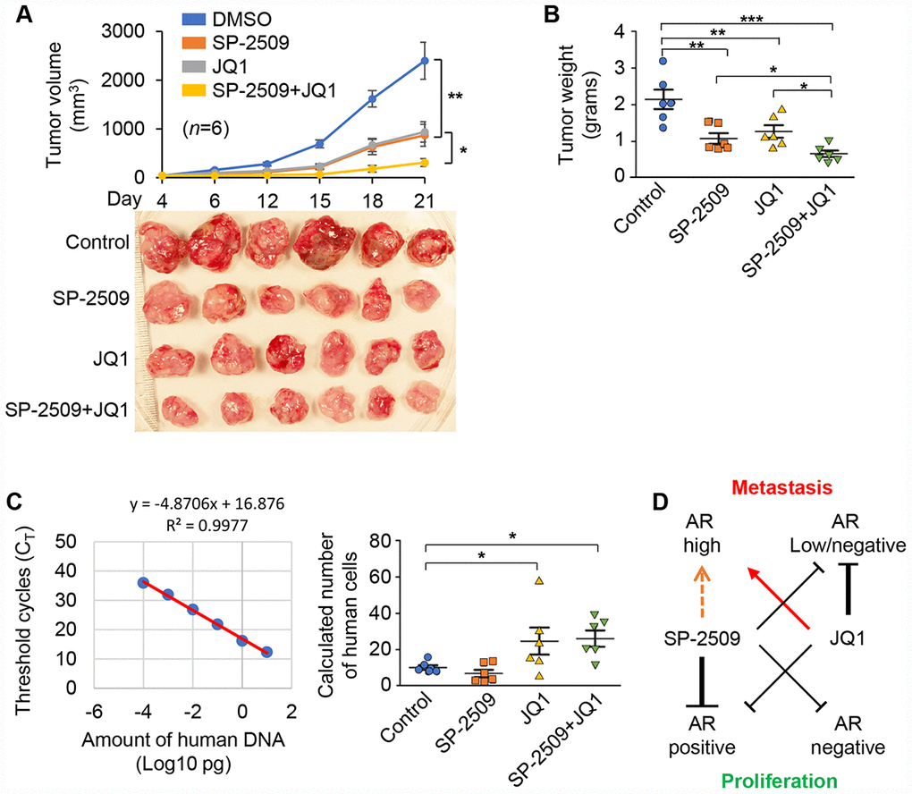 SP-2509 and JQ1 inhibit tumor growth but JQ1 increase tumor metastasis in vivo. (A) Tumor growth of 22Rv1 xenografts was measured. Tumor volume (upper) and tumors harvested at the end time point (Day 21) from these mice (lower) are shown. Graphic data are presented as the mean ±SD. (B) The mean of tumor weight from (A) at the end time point (Day 21) was shown. (C) Standard curve for detection of human genomic DNA by Alu-qPCR (left) and detection of human cells in mouse femur from (A) by Alu-qPCR (right). (D) A model of LSD1 and BRD4 inhibition in PCa. Statistical differences are determined by ANOVA with: * indicates P 