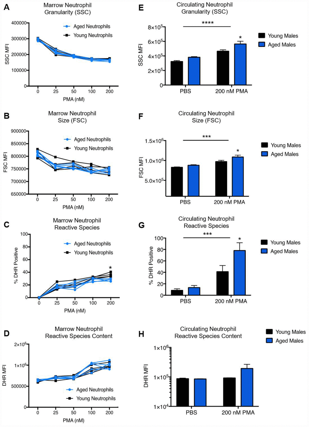 Age does not affect neutrophil granularity, size or reactive species content in the bone marrow. Neutrophils from young (3 month) and aged (22-24 month) mice were isolated from the bone marrow of both hind femurs. Cells were exposed to increasing concentrations of PMA for 45 minutes, than analyzed for granularity (A), size (B), reactive species positivity (C) and intracellular reactive species content (D). Neutrophils from the blood of naïve young and aged mice were stained for neutrophil identification markers (CD45+/CD11b+/Ly6CInt/Ly6GHi), followed by incubation with or without PMA in the presence of 1,2,3 DHR to measure changes in (E) neutrophil granularity (SSC) and (F) neutrophil size (FSC), as well as the percentage of ROS positive neutrophils (G) and intracellular ROS production (H). *p=