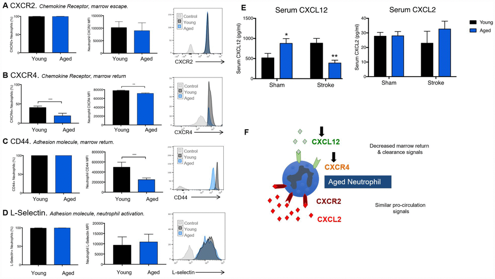 Age reduces expression of receptors and ligand required for proper neutrophil clearance. Neutrophils isolated from the blood of naïve young and aged mice were stained for neutrophil identification markers (CD45+/CD11b+/Ly6CInt/Ly6GHi), surface chemokine receptors CXCR2 (A), CXCR4 (B) and the adhesion molecules L-selectin (C) and CD44 (D). Serum was taken from young (3 month) or aged (22 month) old animals 24 hours following sham or stroke surgery. n=7-12 animals/group. CXCL12 and CXCL2 were measured via multiplex (E). Two-way ANOVA was performed, followed by individual T-Tests with Sidak’s correction. (F) A schematic figure of the differential roles of CXCL12 and CXCL2 in circulating neutrophil homeostasis. *p≤0.05, **p=