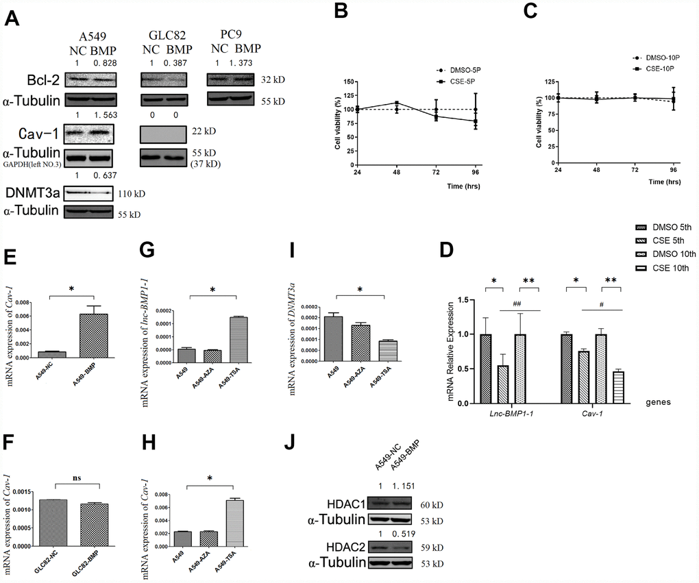 The RNA or protein expression changes of lung cancer cells with lnc-BMPl-1 over-expression vs. NC cells, the CSE vs. DMSO treated 16HBE cells, and 5-AzaC or TSA treatment. (A) The protein expression of Bcl-2, Cav-1 and DNMT3a in different lung cancer cell lines with lnc-BMP1-1 over-expression vs. NC cells; the protein expression were detected using western blotting analyses, protein expression was normalized against GAPDH or α-tubulin protein; the value above each band indicates the fold change of protein expression relative to their control; (B) The cell viability of CSE (vs. DMSO) treated 16HBE cells at 5th passage; (C) The cell viability of CSE (vs. DMSO) treated 16HBE cells at 10th passage; (D) The expression of lnc-BMP1-1, Cav-1 were reduced in CSE treated 16HBE cells both in 5th and 10th passage, and made greater decline in 10th than in 5th passage (the same gene was compared in 5th and 10th generation of CSE treated 16HBE cells, #P0.05, ##P0.01). The mRNA expression of Cav-1 in A549-BMP vs. A549-NC (E), GLC82-BMP vs. GLC82-NC(F), respectively; In A549 cells treated with TSA, the expression of lnc-BMP1-1 (G) and Cav-7 (H) were increased, while DNMT3a (I) was decreased; The protein expression of HDAC2 (J) was decreased in A549-BMP cells. Data are represented as means ± SD. *P 0.05, **P