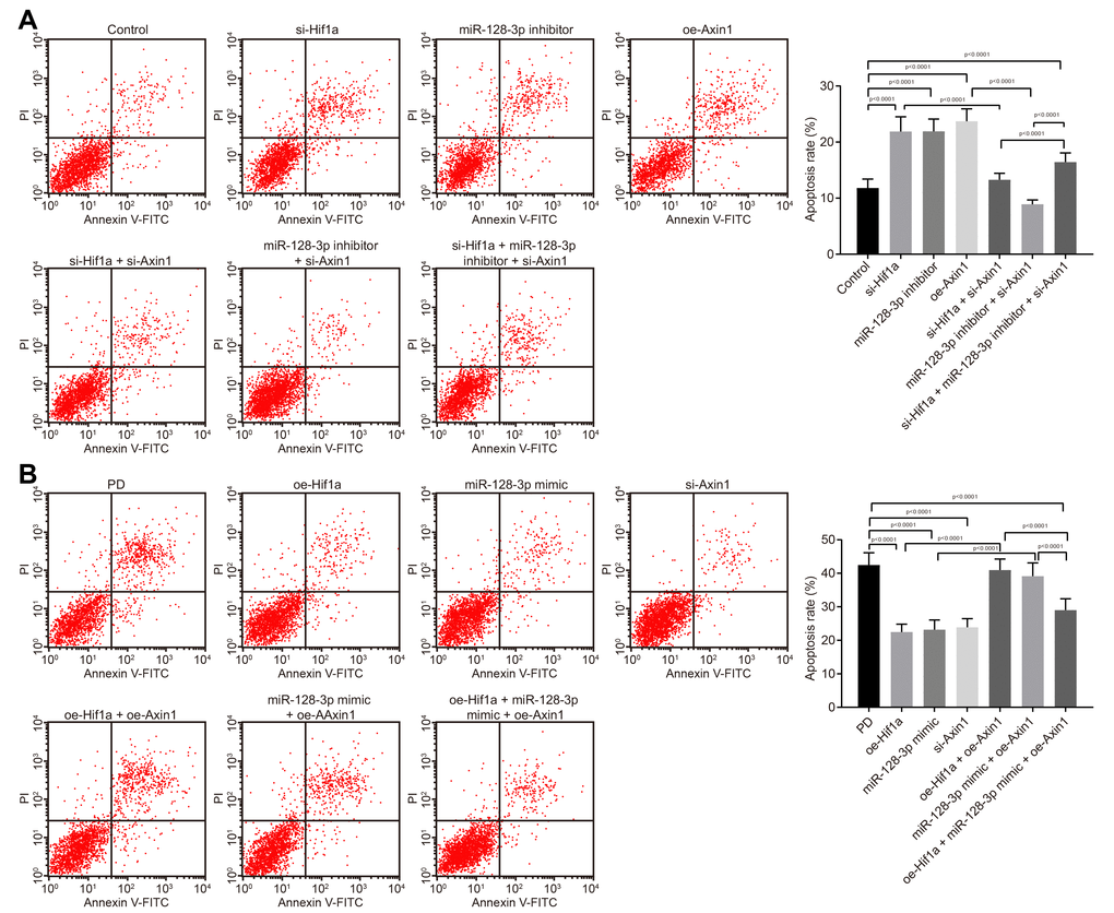 The apoptosis of hippocampal neurons cultured from normal mice and an MPTP-lesioned mouse model of PD mediated by the HIF-1α/miR-128-3p/AXIN1 axis. (A) The apoptosis of hippocampal neurons of normal mice after treatment with si-Hif1a, miR-128-3p inhibitor, or si-Axin1 as detected by flow cytometry. * p vs. the control group (primary hippocampal neurons of normal mice); # p vs. the si-Hif1a group (hippocampal neurons of normal mice treated with si-Hif1a); & p vs. the miR-128-3p inhibitor group (hippocampal neurons of normal mice treated with miR-128-3p inhibitor); @ p vs. the si-Hif1a + si-Axin1 group (hippocampal neurons of normal mice treated with si-Hif1a + si-Axin1); $ p vs. the miR-128-3p inhibitor + si-Axin1 group (hippocampal neurons of normal mice treated with miR-128-3p inhibitor + si-Axin1). (B) The apoptosis of hippocampal neurons in the MPTP-lesioned mouse model of PD after treatment with oe-Hif1a, miR-128-3p mimic, or oe-Axin1 detected by flow cytometry. * p vs. the PD group (primary hippocampal neurons of the MPTP-lesioned mouse model of PD); # p vs. the oe-Hif1a group (hippocampal neurons of the MPTP-lesioned mouse model of PD treated with oe-Hif1a); & p vs. the miR-128-3p mimic group (hippocampal neurons of MPTP-lesioned mouse model of PD treated with miR-128-3p mimic); @ p vs. the oe-Hif1a + oe-Axin1 group (hippocampal neurons of MPTP-lesioned mouse model of PD treated with oe-Hif1a + oe-Axin1); $ p vs. the miR-128-3p mimic + oe-Axin1 group (hippocampal neurons of MPTP-lesioned mouse model of PD treated with miR-128-3p mimic + oe-Axin1). The experiment was repeated three times independently.