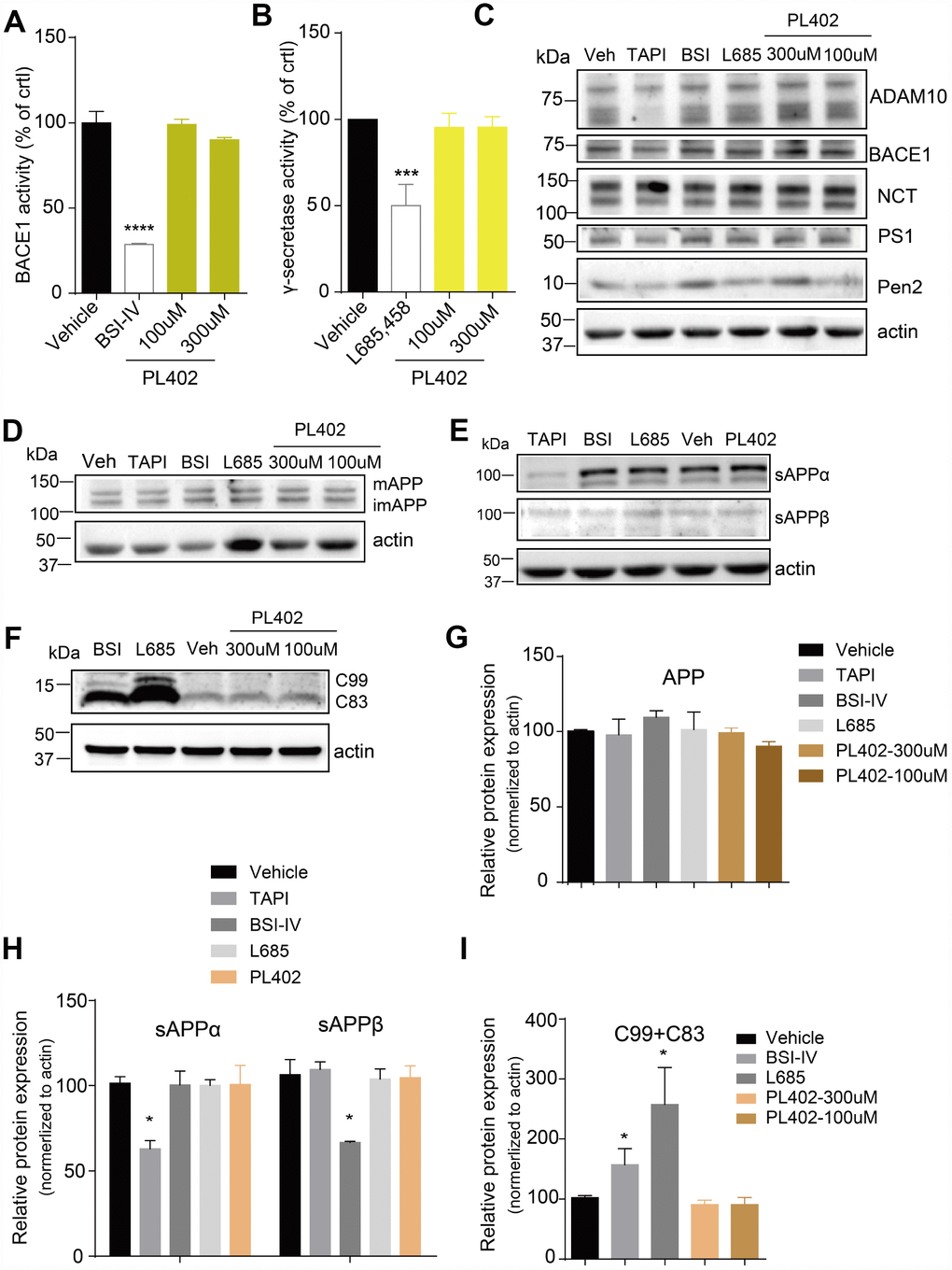 PL402 reduces Aβ level without affecting the α/β/γ-secretase activity or altering APP processing. (A, B) The measurements of BACE1 (A) and γ-secretase (B) activity by ELISA-based secretase assays after treatment with vehicle (0.1% DMSO), 10μM BSI IV(A), 10μM γ-secretase inhibitor L685,458 or the PL402 at 100μM, 300μM. N=3. (C) Representative image of a western blot showing the expression of α-secretase (ADAM10), BACE1 and γ-secretase complex (NCT, PS1, Pen2) after treatment with vehicle (0.1% DMSO), 100μM TAPI-1, 10μM BSI IV, 10μM L685,458, or 100μM and 300μM PL402 for 24 hours (C). Actin was used as a loading control. The statistical analysis of (C) was presented in Supplementary Figure 2A. N=3 (D–I) Representative image of a western blot showing the levels of mAPP, imAPP, sAPPα, sAPPβ, C99 and C83 after treatment with vehicle (0.1% DMSO), 100μM TAPI-1, 10μM BSI IV, 10μM L685,458, or 100μM and 300μM PL402 for 24 hours (D–F). N=3. (G–I) The quantification analysis of (D–F). The Data are presented as mean ± SEM, n = 3 independent experiments, *p 