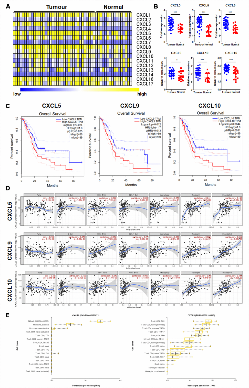 CXC chemokines expression was correlated with prognosis and immune cell patterns of PAAD. (A) showed the Heatmap expression patterns of CXC chemokines in PAAD extracted from the GEO database (GDS4102); (B) showed CXC chemokines with significant changes in expression in PAAD; (C) showed CXC chemokines whose expression was correlated with overall survival of PAAD patients; (D) showed the correlation of selected CXC chemokines with the immune cell patterns in the tumour microenvironment; (E) showed the expression pattern of CXC chemokine receptors, CXCR2, and CXCR5, in different types of immune cells. *p