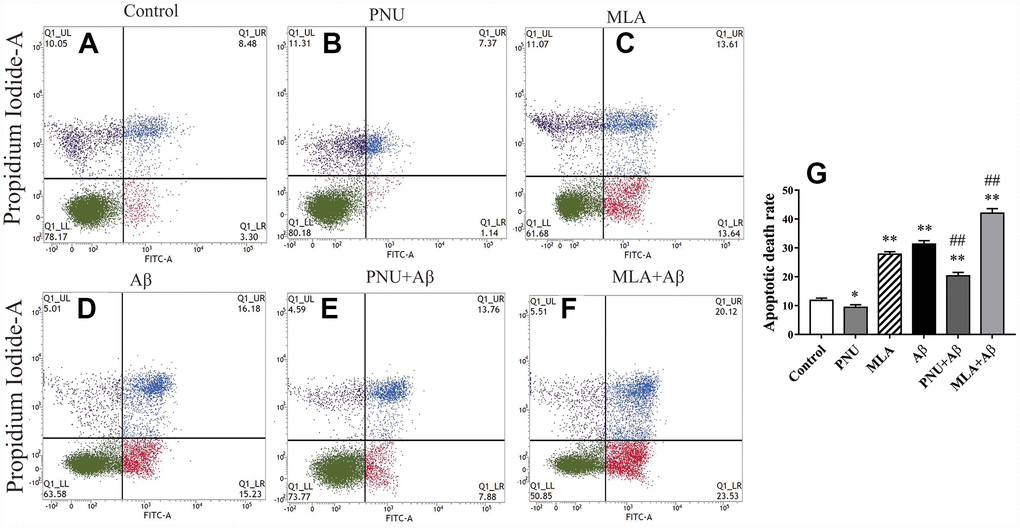 Activation of α7 nAChR attenuates apoptosis induced by Aβ oligomers. (A) The primary hippocampus cell group (Control), (B) the primary hippocampus cells treated with PNU (PNU), (C) the primary hippocampus cell treated with MLA (MLA), (D) the primary hippocampus cell treated with Aβ (Aβ), (E) the primary hippocampus treated with PNU and Aβ (PNU+Aβ), (F) the primary hippocampus treated with MLA and Aβ (MLA+Aβ) and (G) a histogram presenting the apoptotic death rates of the different groups. (C and D) The apoptosis rate of primary neuronal cells treated with MLA and Aβ oligomers was significantly increased, (E) while α7 nAChR attenuated apoptosis induced by Aβ oligomers. Data are presented as the mean ± standard deviation. *P**P#P##P