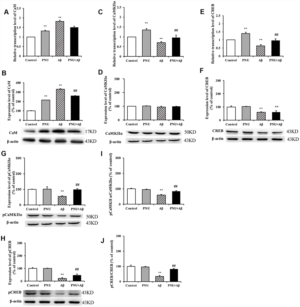 Activation of α7 nAChR activates the CaM-CaMKII-CREB signaling pathway in Aβ oligomer-treated neurons. The x-axis labels are Control, hippocampus cells from the WT rat; PNU, WT hippocampus cells treated with PNU; Aβ, the WT hippocampus cells treated with Aβ; and PNU+Aβ, the WT hippocampus cells treated with PNU and Aβ. The y-axis indicates the relative mRNA or protein levels as a percentage of the control. mRNA and protein expression levels in each group were measured by RT-qPCR and western blot analysis, respectively. Detection of the levels of CaM (A) mRNA and (B) protein, CaMKIIα (C) mRNA and (D) protein, CREB (E) mRNA and (F) protein, (G) p-CaMKIIα protein and (H) p-CREB protein, and the (I) p-CaMKIIα/CaMKIIα and (J) p-CREB/CREB ratios. The results demonstrated that the transcription of CaM and the protein level of CaM were significantly increased in the Aβ group, while the expression level of α7 nAChR was decreased. The transcription level of CaMKIIα was significantly decreased, and the expression levels of p-CaMKIIα, CREB and p-CREB, and p-CaMKIIα/CaMKIIα and p-CREB/CREB ratios were significantly decreased in the Aβ group. All these protein levels were largely restored following activation of α7 nAChR by PNU treatment. Data are presented as the mean ± standard deviation. *P**P#P##P