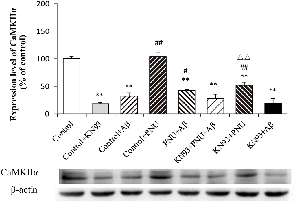 Activation of α7 nAChR activates the calcium signaling pathway in Aβ oligomer and KN93-treated neurons. Protein levels in each group were determined by western blot analysis and β-actin was used as an internal control. The x-axis indicates the Control, hippocampus cells of the WT rat; Control + KN93, the WT hippocampus cells treated with CaMKII inhibitor (KN93); Control + Aβ, the WT hippocampus cells treated with Aβ; Control + PNU, the WT hippocampus cells treated with PNU; PNU + Aβ, the WT hippocampus cells treated with PNU and Aβ; KN93+PNU+Aβ, the WT hippocampus cells treated with KN93, PNU and Aβ; KN93+PNU, the WT hippocampus cells treated with KN93 and PNU; KN93+Aβ, the control group treated with KN93 and Aβ. The Y-axis indicates the protein expression levels as a percentage of the control. The results demonstrated that the protein expression of CaMKIIα was significantly decreased in KN93 or Aβ oligomer-treated neurons, whereas expression of CaMKIIα was increased in the PNU groups (PNU+Aβ, KN93+PNU+Aβ and KN93+PNU). This result indicated that α7 nAChR activated the CaM-CaMKII-CREB signaling pathway. Data are presented as the mean ± standard deviation. *P**P#P##P△△P