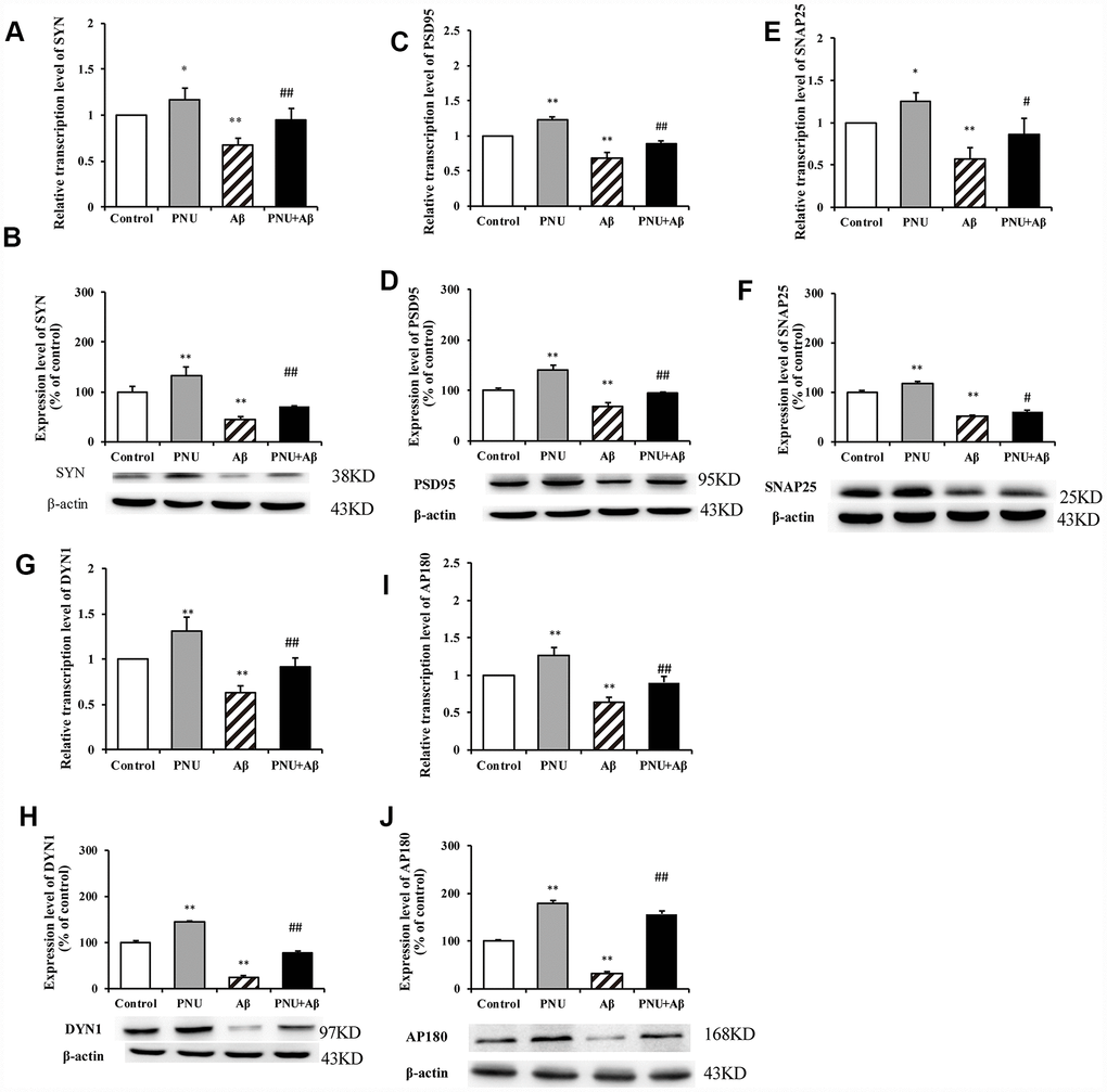 Activation of α7 nAChR promotes the expression of synaptic-associated proteins in Aβ oligomer-treated neurons. The x-axis labels are the neurons isolated from the WT rat (control), the WT neuron cells treated with PNU (PNU), the WT neuron cells treated with Aβ (Aβ) and the WT neuron cells treated with PNU and Aβ (PNU+Aβ). The y-axis indicates the relative level of mRNA or protein (% of control). Detection of SYN (A) mRNA and (B) protein; PSD95 (C) mRNA and (D) protein; SNAP25 (E) mRNA and (F) protein; DYN1 (G) mRNA and (H) protein; AP180 (I) mRNA and (J) protein. The relative level in each group was measured by RT-qPCR and western blot analysis, and β-actin was used as an internal control. The results demonstrated that the protein expression levels of SYN, PSD95, SNAP25, DYN1 and AP180 were significantly decreased in Aβ oligomer-treated neurons, and this decrease was partially reversed by PNU treatment. Data are presented as the mean ± standard deviation. *P**P#P##P