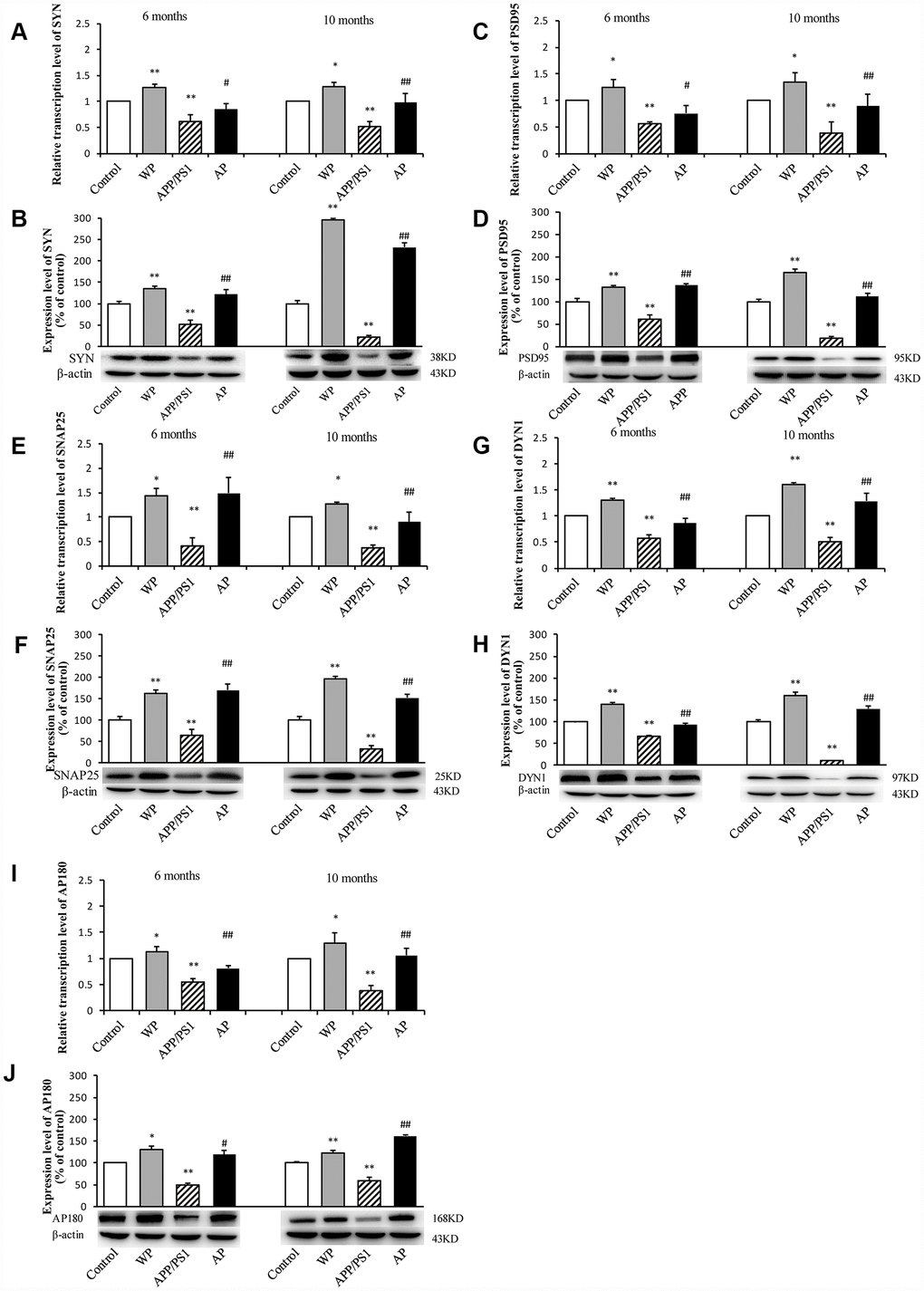 Activation of α7 nAChR increases the expression of synaptic-associated proteins in the hippocampus of APP/PS1