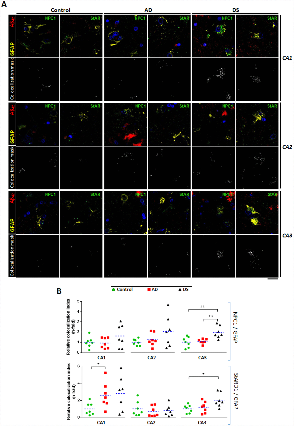 Astrocytes-expressing lysosomal and mitochondrial cholesterol carriers in hippocampal regions. (A) Representative confocal images of paraffined hippocampal regions (5 μm) from AD (n=7), DS (n=7), and control (n=7) subjects immunolabeled against Aβ42 (red), GFAP (yellow), and NPC1 or StARD1 (both green). Nuclei are stained with Hoechst 33342 (blue). Lower panels show the colocalization mask between GFAP and NPC1 or StARD1 (white) highlighted in the squared areas. Scale bar: 10 μm. (B) Astrocyte colocalization with NPC1 (lysosomal) and StARD1 (mitochondrial) cholesterol carriers into hippocampal regions from AD, DS, and control subjects. 10 images per hippocampal region and per sample were analysed with Image J to assess the index of astrocyte (GFAP+) colocalization with NPC1 or StARD1. (*) p