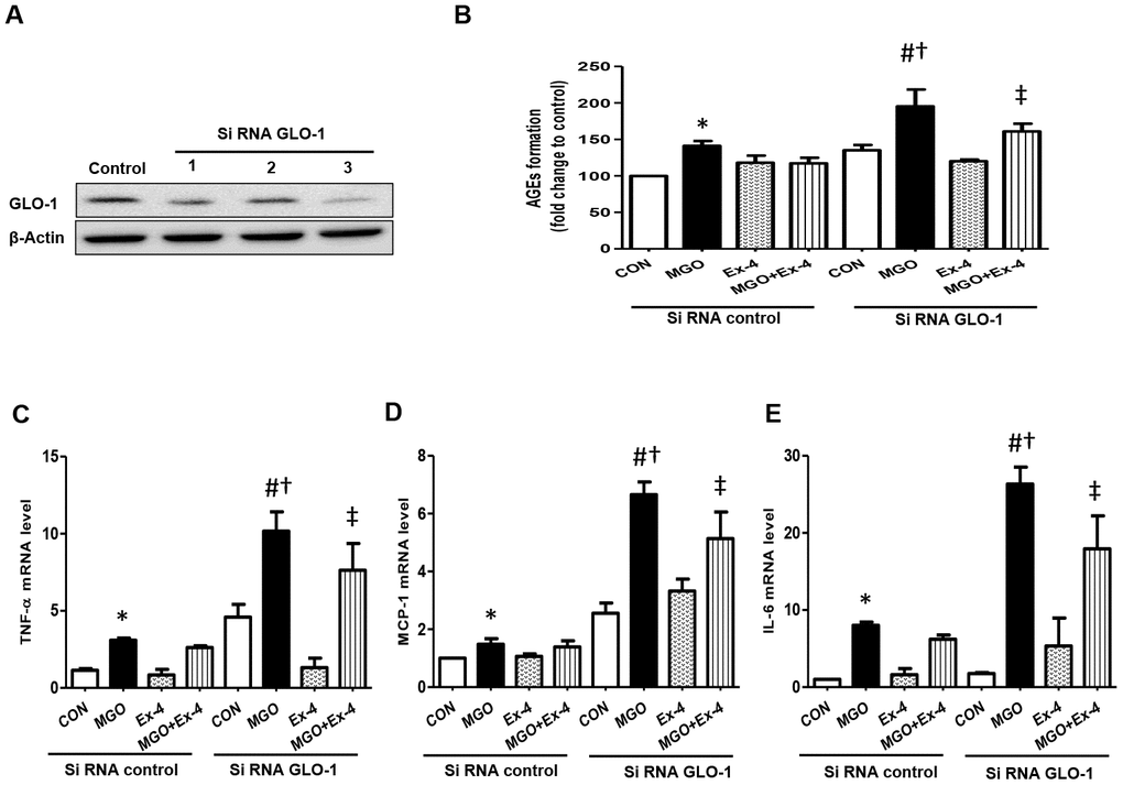 AGEs formation and inflammatory cytokines are further increased in the knockdown of GLO-1. Rat mesangial cells were transfected either with siRNA control or siRNA GLO-1 and, then, treated with 0.75 mM MGO and 10 nM Ex-4 for 4 h. (A) siRNA GLO-1 transfection efficacy. (B) AGEs formation level in the knockdown of GLO-1 and mRNA expression levels of inflammatory cytokines including (C) TNF-α (D) MCP-1, and (E) IL-6. Data are shown as the means ± SEM. *p vs. siRNA CON, #p vs. siRNA CON + MGO, †p vs. siRNA GLO-1 + CON, ‡p vs. siRNA CON + MGO + Ex-4. n = 5–6.