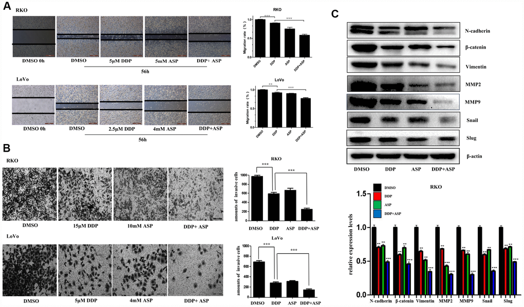 Aspirin increased the inhibiting effect of Cisplatin on cell migration and invasion in colon cancer cells. (A) A wound-healing assay of human colon cancer cells RKO and LoVo treated with Cisplatin alone or Aspirin alone or their combination at indicated dose for 56 h was performed to detect the capacity of cell migration. Scale bars, 500 μm. The cell migration rate was calculated through the quantification of migration distance (n=4). (B) The capacity of cell invasion of human colon cancer cells RKO and LoVo treated with Cisplatin alone or Aspirin alone or their combination at indicated dose for 96 h was analyzed by a transwell assay. The invaded cells were stained by crystal violet and the representative images were taken by inverted microscope (n=4). Scale bars, 200 μm. (C) The expression levels of main EMT- related proteins N-cadherin, β-catenin, Vimentin, MMP2, MMP9, Snail and Slug in human colon cancer cell RKO treated with Cisplatin alone (15 μM) or Aspirin alone (10 mM) or their combination for 48 h were detected by western blot assay (n=3). Data were presented as means ± SD, *P