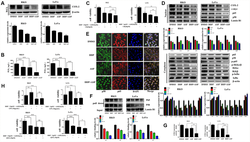 Cotreatment with Aspirin and Cisplatin suppressed NF-κB/COX-2 signaling pathway in colon cancer cells. (A) The expression level of COX-2 in the whole cell lysate of human colon cancer cells RKO and LoVo treated with Cisplatin (15μM /5μM) and/or Aspirin(10mM /5mM) for 48 hours was analyzed by Western blot (n=3). (B) Human colon cancer cells RKO and LoVo were treated with Cisplatin (15μM /5μM) and/or Aspirin (10mM /5mM) for 48 h. The amount of PGE2 in cell culture media was detected by Prostaglandin E2 High Sensitivity in vitro competitive ELISA Kit (n=4). (C) Human colon cancer cells RKO and LoVo were incubated with combination of Aspirin and Cisplatin at indicated dose for 48 h after pretreatment with COX-2-selective inhibitor celecoxib (CB) at indicated dose for 8 h, and then cell viability was determined by MTT analysis (n=6). (D) Human colon cancer cells RKO and LoVo were treated with Cisplatin alone (15μM /5μM) or Aspirin alone (10mM /5mM) or their combination for 48 h. The expression levels of p65, p50, COX-2 and c-myc in nucleus, p65, p50, p-p65, IKKα, IKKβ, p-IKKα/β, p-IκBα and IκBα in cytoplasm were respectively detected by western blot assay (n=3). (E) Immunofluorescence assay of human colon cancer cell RKO treated with Cisplatin alone (15μM) or Aspirin alone (10mM) or their combination for 48 h was implemented to observe the subcellular localization of p65 and p50. The representative images were taken by laser scanning confocal microscope. Scale bars, 25 μm (n=3). (F) The streptavidin-biotin pulldown assay was performed to test the binding of p65 and p50 at COX-2 promoter region in human colon cancer cells RKO and LoVo treated with Cisplatin (15μM /5μM) and/or Aspirin (10mM /5mM) for 48 h (n=3). (G) Human colon cancer cells RKO and LoVo were transfected with COX-2 promoter (-892/+9 fragments) driven-luciferase plasmids and pRL-TK Renilla luciferase construct (Promega). After 24 hours, the cells were treated with Cisplatin (15μM /5μM) and/or Aspirin (10mM /5mM) for 48 hours. Then luciferase activities were measured according to the Dual-Luciferase Assay System protocol (Promega) (n=4). (H) Human colon cancer cells RKO and LoVo were pretreated with NF-κB activator LPS or NF-κB inhibitor QNZ at indicated dose for 8 h, and then incubated with combination of Aspirin and Cisplatin at indicated dose. After 48 h, cell viability was determined by MTT analysis (n=6). Data were presented as means ± SD, *P