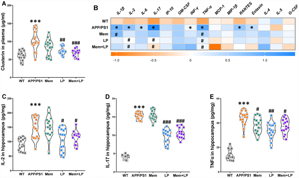 Effects of L. plantarum supplementation on the levels of clusterin in plasma and inflammatory status in the hippocampus of WT and APP/PS1 mice. The concentration of plasma clusterin (A). Heat map of cytokine concentrations (z-score) in the hippocampus (B). * represents a difference between WT and APP/PS1 mice, # represents a difference between APP/PS1 mice and treated APP/PS. The concentration of interleukin (IL)-2 (C), IL-17 (D) and tumor necrosis factor α (TNFα) (E) in the hippocampus. ***Pt-tests. #P##P###Ppost hoc test. All values are mean ± S.D. n=15. WT=wild type; Mem=memantine; LP=L. plantarum. IL=interleukin; IP=interferon-induced protein; GM-CSF=granulocyte-macrophage colony-stimulating factor; IFNγ=interferon-γ; TNF-α=tumor necrosis factor α; MCP-1=monocyte chemotactic protein-1; RANTES=regulated upon activation normal T cell expressed and secreted factor; MIP-1β=macrophage inflammatory protein-1β; G-CSF=granulocyte colony-stimulating factor.