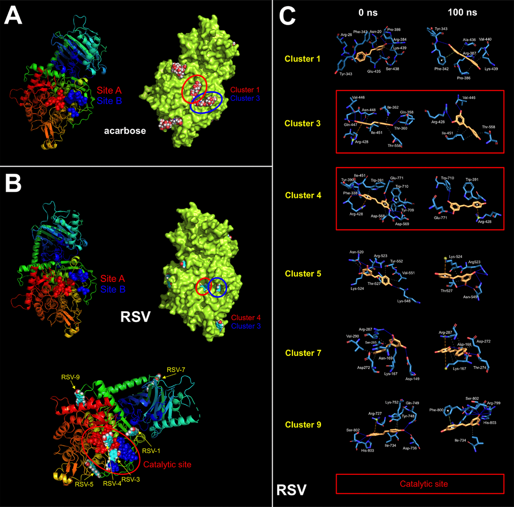 Resveratrol is predicted to bind the catalytic site of yeast GAA. Surface and backbone representations of yeast GAA showing the computationally predicted location of acarbose (A) and RSV (B) clusters. “Site A” refers to the pocket containing the proposed catalytic residues of yeast GAA whereas “site B” refers to a second cavity roughly 12 Å away from the active site pocket of yeast GAA [57]. (C) A detailed map of the molecular interactions of RSV in each cluster before (0 ns) and after 100 ns of molecular dynamics simulation. Each inset shows the detailed interactions of each RSV cluster docked to yeast GAA using the PLIP algorithm [124], indicating the participating amino acids involved in the interaction and the type of interaction (hydrogen bonds, hydrophilic interactions, salt bridges, Π-stacking, etc). Figures were prepared using PyMol 2.3 software.