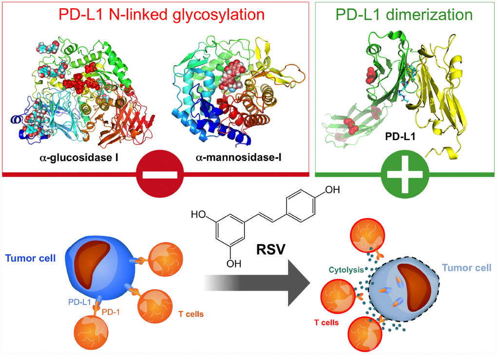 Resveratrol enhances antitumor T cell immunity by promoting abnormal glycosylation and dimerization of PD-L1. Post-translational modifications such as glycosylation, phosphorylation, palmitoylation or ubiquitination are essential for the folding, intracellular transport, and stabilization of the PD-L1 protein [41, 110–114]. PD-L1 is highly glycosylated, and N-linked glycosylation of PD-L1 critically maintains its protein stability and is required for its interaction with PD-1 to efficiently suppress T-cell activity. Recently, Bristol-Myers Squibb (BMS)-developed compounds with a common (2-methyl-4-biphenylyl)methanol scaffold have been reported to block the PD-1/PD-L1 interaction by interacting with the cavity formed by the two PD-L1 monomers and inducing the dimerization of PD-L1 [71–77]. Structural studies have revealed a dimeric protein complex with a single small molecule that stabilizes the dimer and thereby occludes the PD-1 interaction surface of PD-L1. We propose that RSV is a naturally occurring, double-strike PD-1/PD-L1 immune checkpoint inhibitor capable of directly blocking the enzymatic machinery in charge of the N-linked glycosylation of the nascent PD-L1 at the endoplasmic reticulum or directly binding to PD-L1 surfaces to induce PD-L1 dimerization and block PD-1 binding. This unforeseen ability of RSV to directly interfere with PD-L1 stability and trafficking impedes the correct targeting of PD-L1 to the cancer cell plasma membrane and ultimately elicits drastically enhanced cytotoxic T-lymphocyte immune-surveillance against tumor cells. These findings might illuminate new approaches to restore T-cell function by targeting the PD-1/PD-L1 immunologic checkpoint with natural polyphenols.