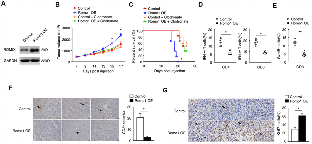 The overexpression of Romo1 in bone marrow cells dampened the immune response in glioblastoma. (A) The overexpression of Romo1 in the bone marrow cells transfected with Romo1-lentivirus (the right lane) was validated by western blotting. The protein sample of the bone marrow cells transfected with control lentivirus (the left lane) was used as control. (B, C) The tumor growth curve (B) and the survival curve (C) of the mice receiving the control bone marrow allografts alone (n=6) or in combination of clodronate liposomes (200ul of each mouse every 3 days, n=6),, and the mice receiving the Romo1-overexpressed bone marrow allografts alone (n=6) in combination of in combination of clodronate liposomes (200ul of each mouse every 3 days, n=6) after orthotopic injection of GL261 cells. (D) The tumor sections were analyzed by immunohistochemistry with CD3 antibody, and the infiltrating CD3+ T cells around tumors were quantified and statistically analyzed. Arrows indicate CD3+ T cells. (E) The frequencies of IFN-γ-producing CD4+ or CD8+ T cells in tumors of both groups were determined by flow cytometry and statistically analyzed. (F) The frequencies of GzmB-producing CD4+ or CD8+ T cells in tumors of both groups were determined by flow cytometry and statistically analyzed. (G) The tumor sections from both groups were analyzed by immunohistochemistry with Ki-67 antibody and statistically analyzed from three independent experiments. Arrows indicate the Ki-67+ cells. *, P 