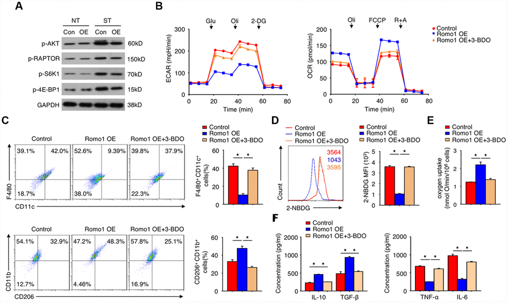 The overexpression of Romo1 promoted M2 polarization through mTORC1 signaling pathway in macrophages. (A) The expression of the indicated proteins was examined by western blotting in the control and Romo1-overexpressed macrophages with or without treatment of LPS (NT: without treatment; ST: LPS stimulation). (B) The ECAR and OCR of control and Romo1-overexpressed (with or without treatment of 60μM 3-BDO) macrophages were measured under basal conditions followed by the indicated treatment. (C) The control and Romo1-overexpressed (with or without treatment of 60μM 3-BDO) macrophages were respectively analyzed by flow cytometry with M1 or M2 markers. (D) The levels of 2-NBDG were analyzed by flow cytometry in control and Romo1-overexpressed (with or without treatment of 60μM 3-BDO) macrophages. (E) The oxygen uptake rates were measured and quantified in the control and Romo1-overexpressed (with or without treatment of 60μM 3-BDO) macrophages. (F) The production of IL-10, TGF-β, TNF-α or IL-6 was respectively analyzed by ELISA in control and Romo1-overexpressed (with or without treatment of 60μM 3-BDO) macrophages. Data are representative of at least three independent experiments and are presented as mean ± SD. ns, not significant; *, P 