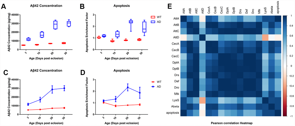 Quantitative determination of Aβ42 and apoptosis levels in brain tissue of control and AD model flies. Aβ42 concentration and apoptotic DNA fragmentation representing the extent of apoptosis was examined with ELISA. Compared to the control group (left), which had low levels of Aβ42 concentration (A, left) and cell apoptosis (B, left), the AD group had an increased concentration of Aβ (A, right) and apoptotic DNA fragments (B, right). The trends of Aβ42 production (C) and neuronal apoptosis (D) in the WT (round dots) and AD (square dots) groups are displayed in the lower figures. Subsequent correlation analysis further indicated a potential relationship between AMP expression, Aβ42 production, and neuronal apoptosis.