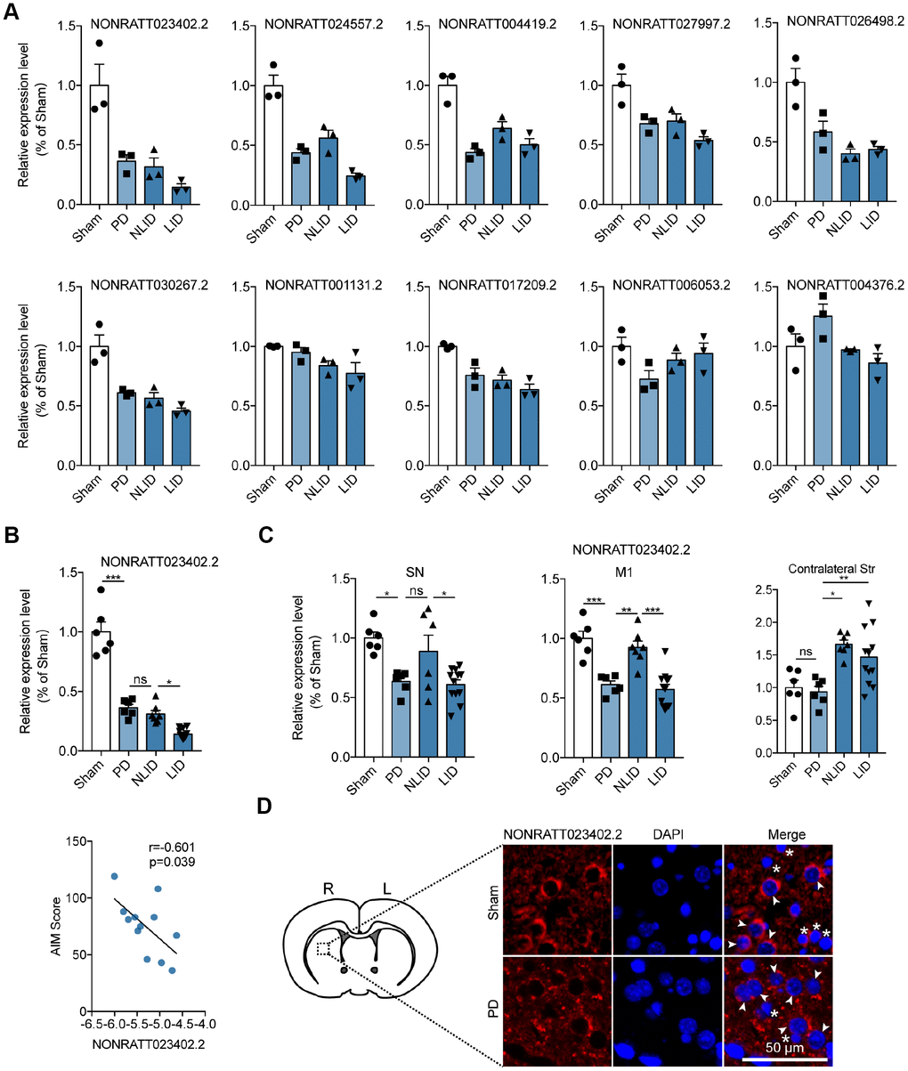 Expression profiles of the lncRNA NONRATT023402.2. (A) Validation of RNA sequencing results by qRT-PCR-based quantification of 10 lncRNAs from profile 3 (n = 3). (B) (Up) NONRATT023402.2 expression in the striatum of PD and LID rats and their corresponding control groups detected by qRT-PCR (n = 6–11). (Down) Pearson’s correlation coefficient between NONRATT023402.2 expression in the striatum of LID rats and AIM score (n = 11). (C) qRT-PCR analysis of NONRATT023402.2 levels in the SN, M1, and contralateral striatum of PD and LID rats and their corresponding controls (n = 6–11). (D) FISH labeling of NONRATT023402.2 in the striatum of rats. Arrows and asterisks indicate neurons and astrocytes, respectively. Data represent mean ± SEM. *P 