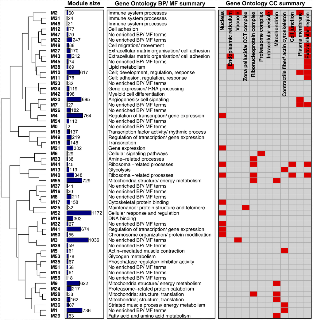 Higher-order functional organisation of the co-expression network. Network modules (labelled ‘Mi’) are hierarchically clustered based on their eigengene correlations (using average linkage and ‘1 – correlation’ as a distance metric). Modules closer together in the dendrogram therefore have a more similar expression profile. Also given is the size of each module (depicted as a bar chart), a summary of each module’s enriched Gene Ontology (GO) Biological Process (BP)/ Molecular Function (MF) terms, and a summary of each module’s GO Cellular Component (CC) terms (provided as a heatmap, where red shading denotes that a module is enriched with GO terms related to a given CC).