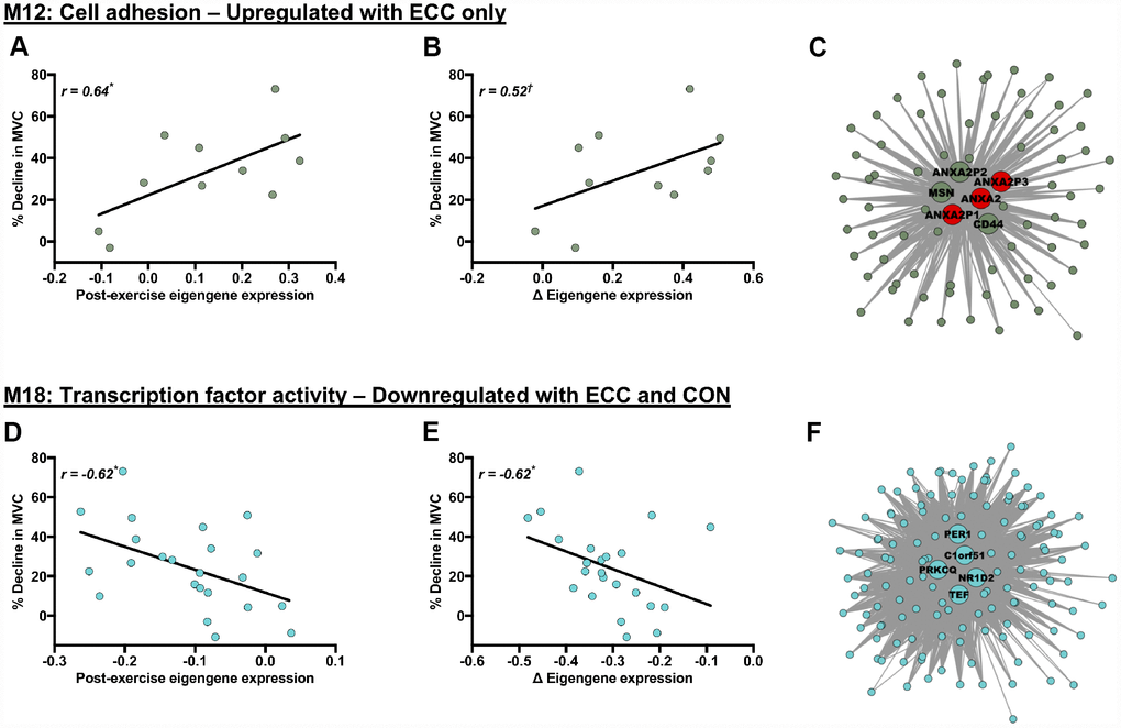 Molecular networks and candidate molecules related to the acute post-exercise muscle functional response. Panels (A, B, D and E) Scatterplots showing relationships between post-exercise declines in MVC (% decline from baseline) and contraction-induced eigengene expression patterns (for exact post-exercise eigengene expression values (A, D) and changes (Δ) in eigengene expression from baseline to post-exercise (B, E)). Panels (C) and (F): corresponding module visualisations for M12 (Panel C) and M18 (Panel F). Of note, larger, annotated nodes in panels (C) and (F) highlight module hub genes: red shading depicts individual hub genes highly linked to the % decline in MVC (i.e. within the upper quartile of module genes ranked by their gene significance to the post-exercise decline in MVC). Module visualisations were generated using Cytoscape (v3.5.1) [56]. *P †P  0.5 in all cases, using Pearson’s or Repeated Measures correlation where appropriate.