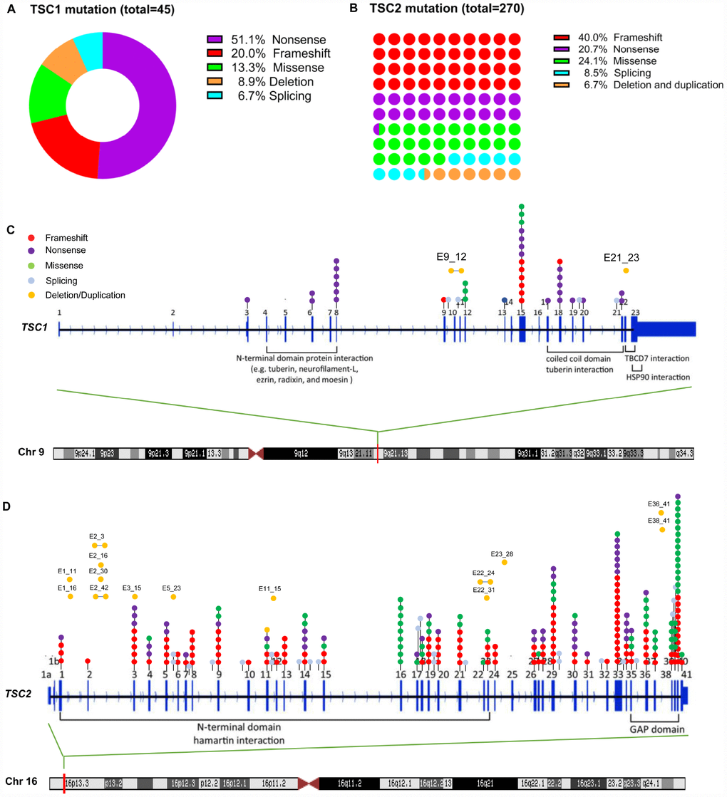 TSC1 and TSC2 gene mutation spectrum in Chinese patients. (A) mutation types of TSC1 gene; (B) mutation types of TSC2 gene; (C) mutation sites of TSC1 gene; (D) mutation sites of TSC2 gene.