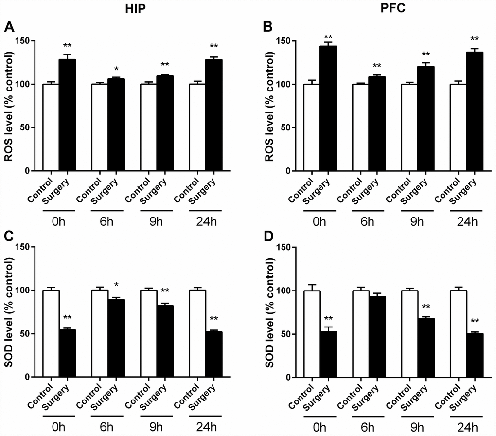 Surgery/Anesthesia altered the activity level of SOD and ROS in the hippocampus and prefrontal cortex of aged mice at 0, 6, 9, and 24 hours postoperatively. SOD and ROS levels were measured in fresh homogenates from hippocampal and prefrontal cortex tissues of mice at 0, 6, 9, and 24 hours after Surgery/Anesthesia or control treatment. The level of ROS in the hippocampus (A) and prefrontal cortex (B) of mice in the Surgery/Anesthesia group increased significantly compared to that in the control mice at all the postoperative timepoints. Conversely, the SOD level in the hippocampus (C) of mice in the Surgery/Anesthesia group decreased significantly compared to that in control mice at 0, 6, 9, and 24 hours postoperatively. (D) The level of SOD in the prefrontal cortex tissues of mice in the Surgery/Anesthesia group decreased significantly as compared to that in control mice at 0, 9, and 24 hours but not 6 hours postoperatively. The data are plotted as the mean ± standard error of the mean for each group (n = 6). *p **p 