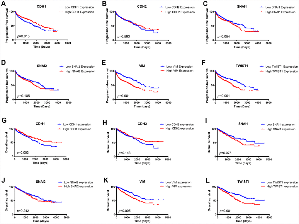 Kaplan Meier survival plot of ccRCC patients in TCGA database according to high and low mRNA expression of six EMT related genes.CDH1 mRNA expression was associated with both worse progression-free survival (p=0.015) and worse overall survival (p=0.003) of ccRCC patients (A, G); CDH2 mRNA expression was not an indicator of either progression-free survival (p=0.593) or overall survival (p=0.075) of ccRCC patients (B, H); Higher SNAI1 mRNA expression was moderately associated with both worse progression-free survival (p=0.054) and worse overall survival (p=0.010) of ccRCC patients (C, I); SNAI2 mRNA expression was not an indicator of either progression-free survival (p=0.105) or overall survival (p=0.242) of ccRCC patients (D, J); Higher VIM mRNA expression was associated with both worse progression-free survival (pp=0.005) of ccRCC patients (E, K); Higher TWIST1 mRNA expression was associated with both worse progression-free survival (ppF, L).