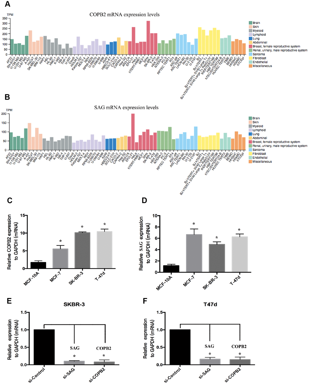 Levels of SAG and COPB2 expression in breast cancer cell lines. (A) SAG expression in human cancer cells from a cohort in TCGA database. (B) COPB2 expression in human cancer cells from a cohort in TCGA database. (C–D) RT-qPCR analysis of the relative levels of SAG expression in SKBR3 (C) and T47D (D) cells. Levels of SAG and COPB2 mRNA were significantly decreased following transfection with the indicated siRNAs in SKBR3 (E) and T47D (F) cells. (*P 