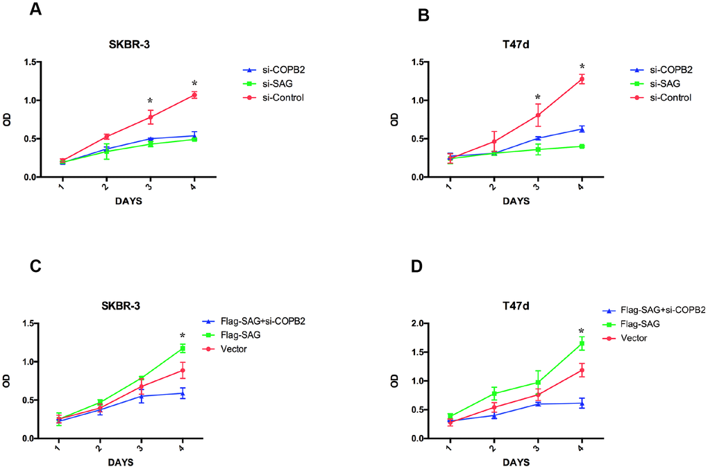 SAG and COPB2 knockdown inhibits breast cancer cell proliferation. (A, B) CCK-8 assays measuring breast cancer cell proliferation following SAG or COPB2 knockdown. (C, D) CCK-8 assays measuring breast cancer cell proliferation following transfection of Flag-SAG with and without siRNA targeting COPB2. (*P 